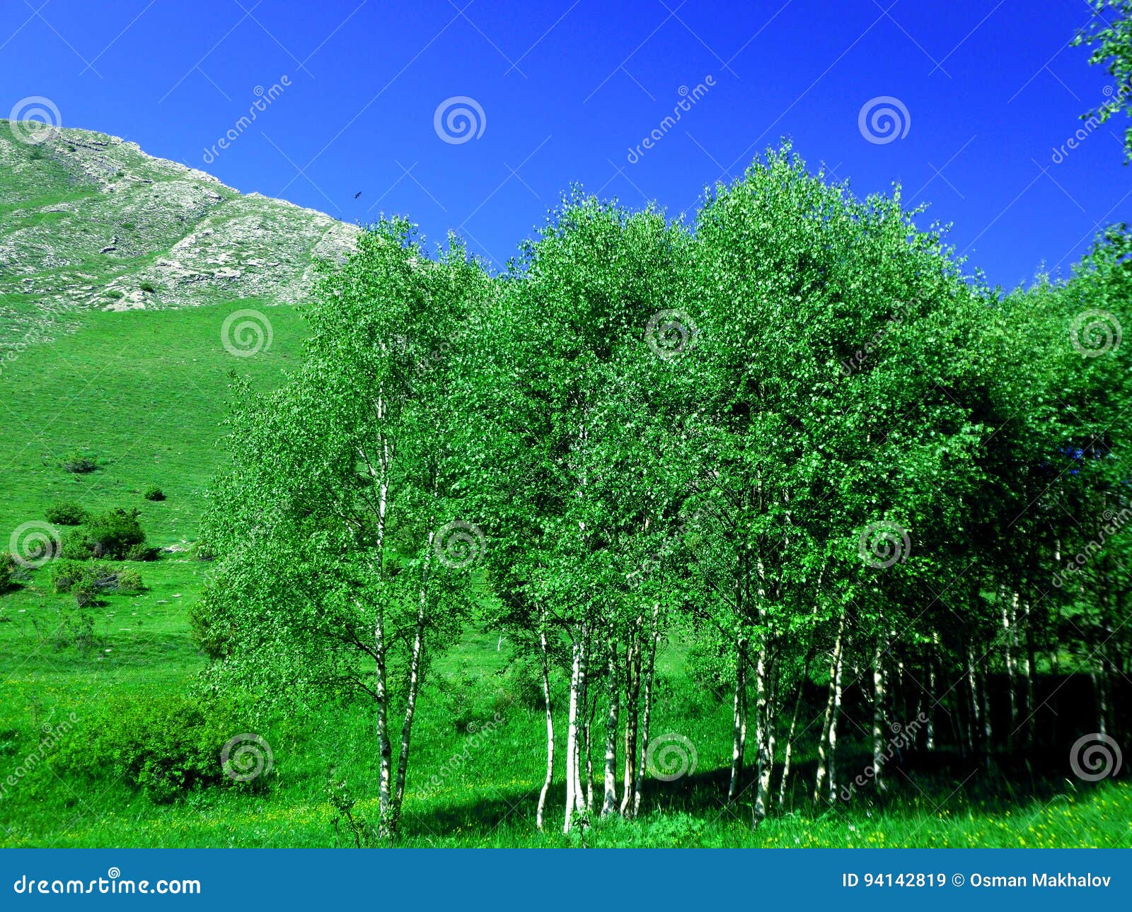 Birchwood stock image. Image of green, pasture, greenery 94142819