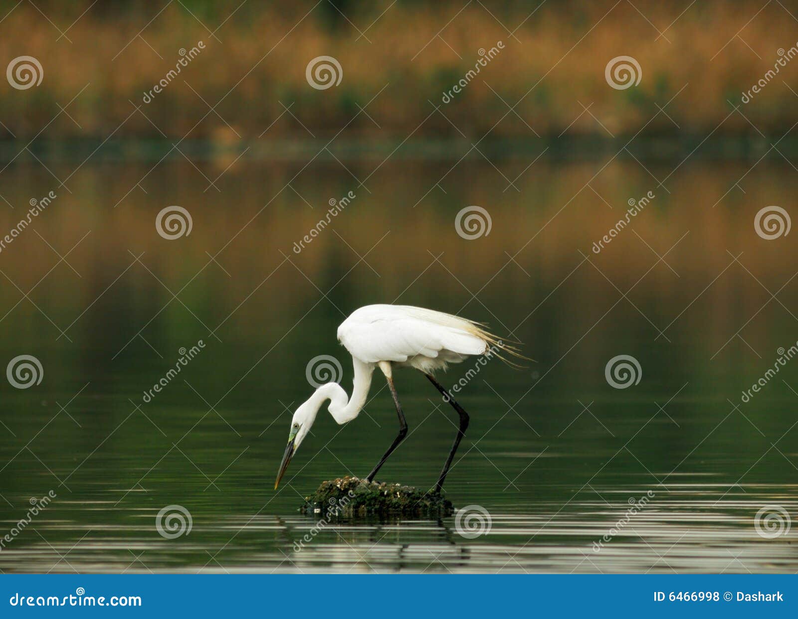 Bird stock photo. Image of legs, dynamic, bird, flutter - 6466998