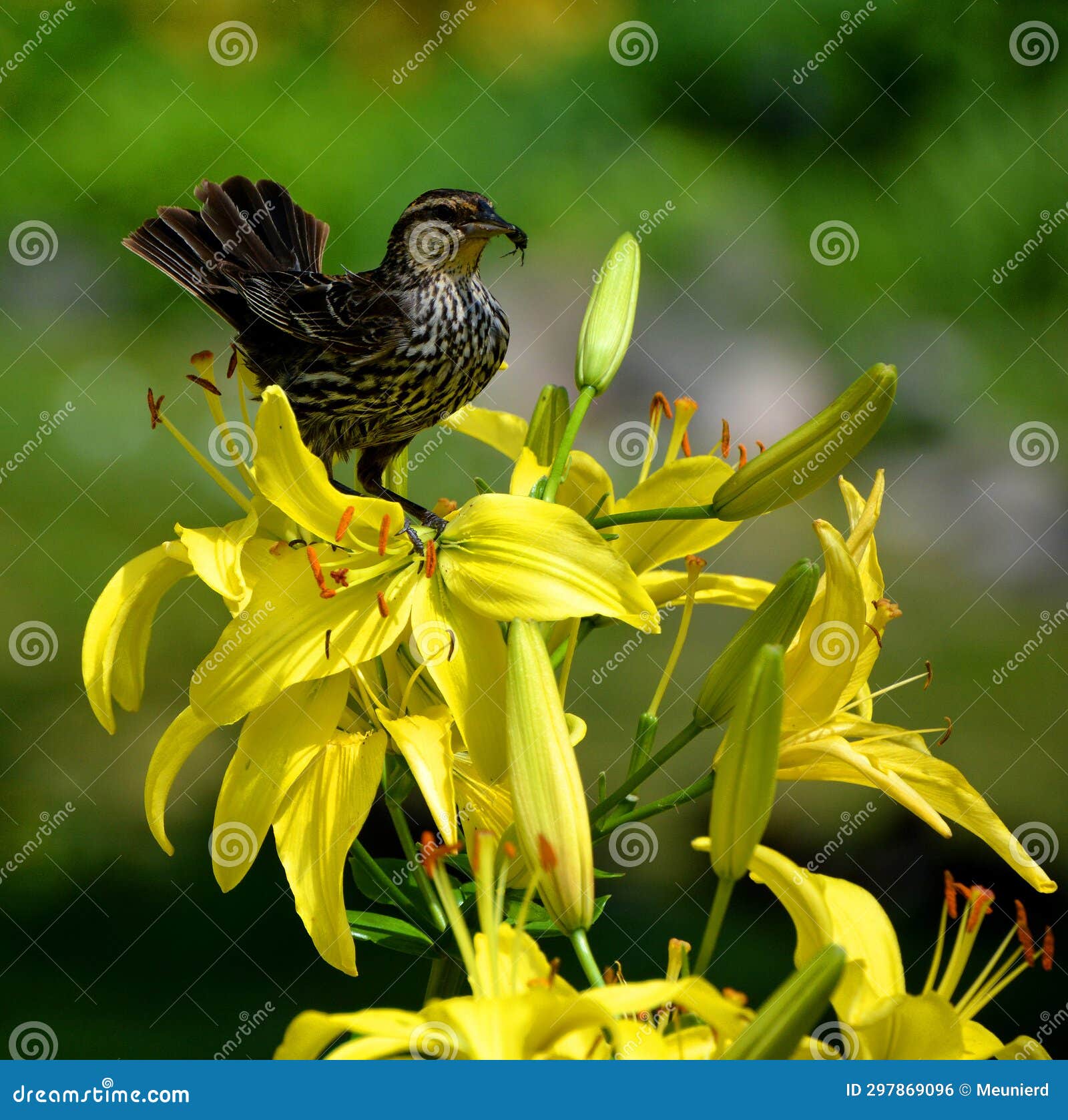 bird on an amaryllis is the only genus in the subtribe amaryllidinae (tribe amaryllideae).