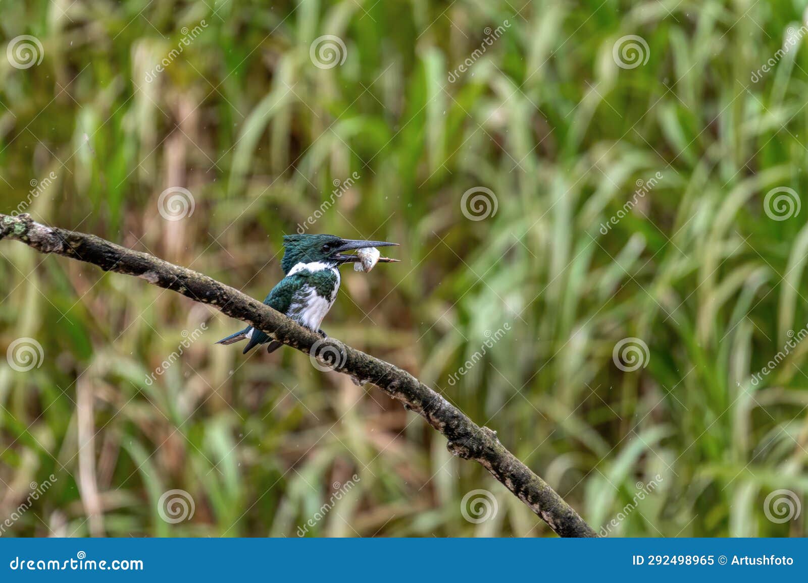 amazon kingfisher, chloroceryle amazona, refugio de vida silvestre cano negro, wildlife and bird watching in costa rica