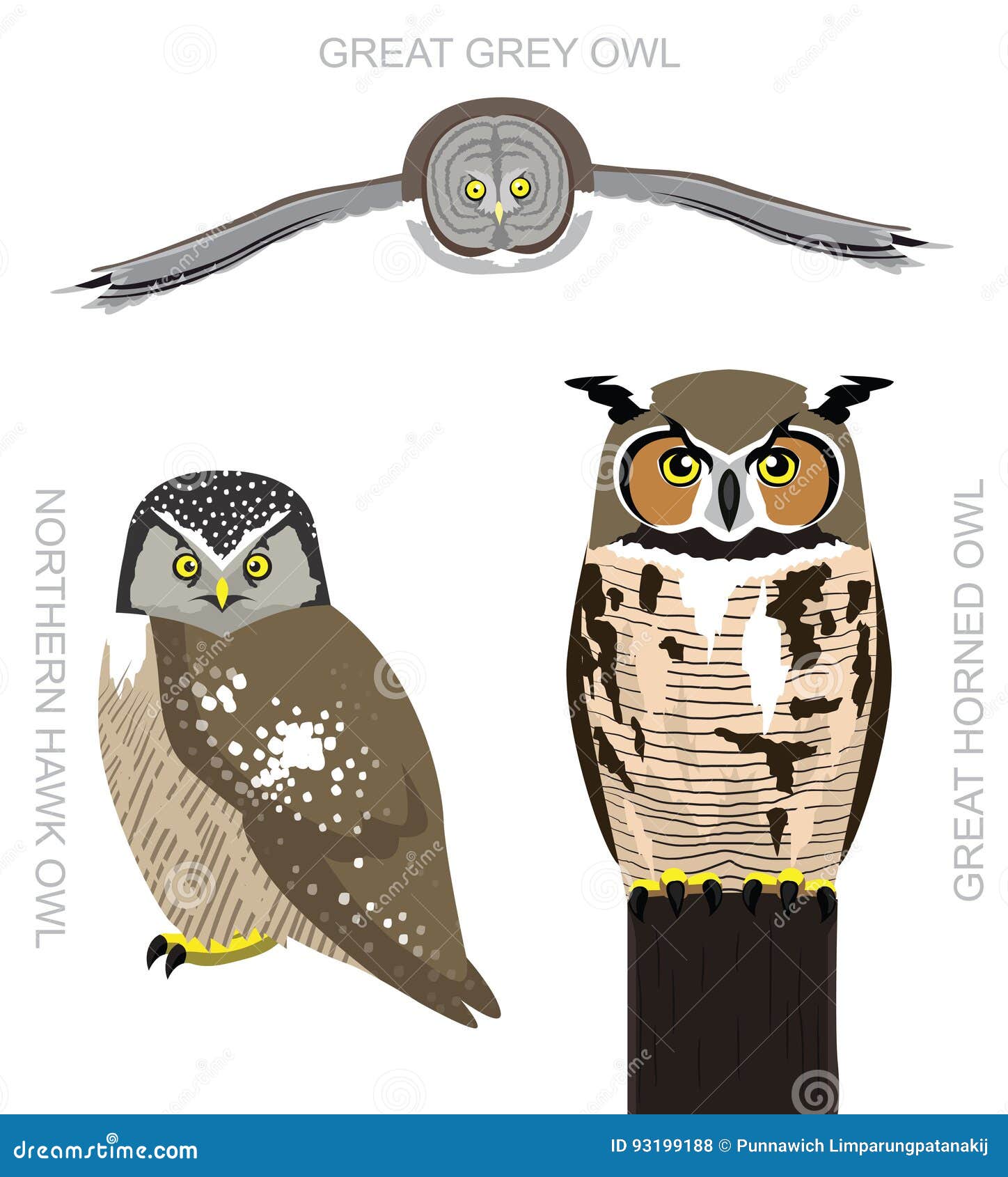 Bird American Owl Set Cartoon Vector Illustration Stock Vector ...