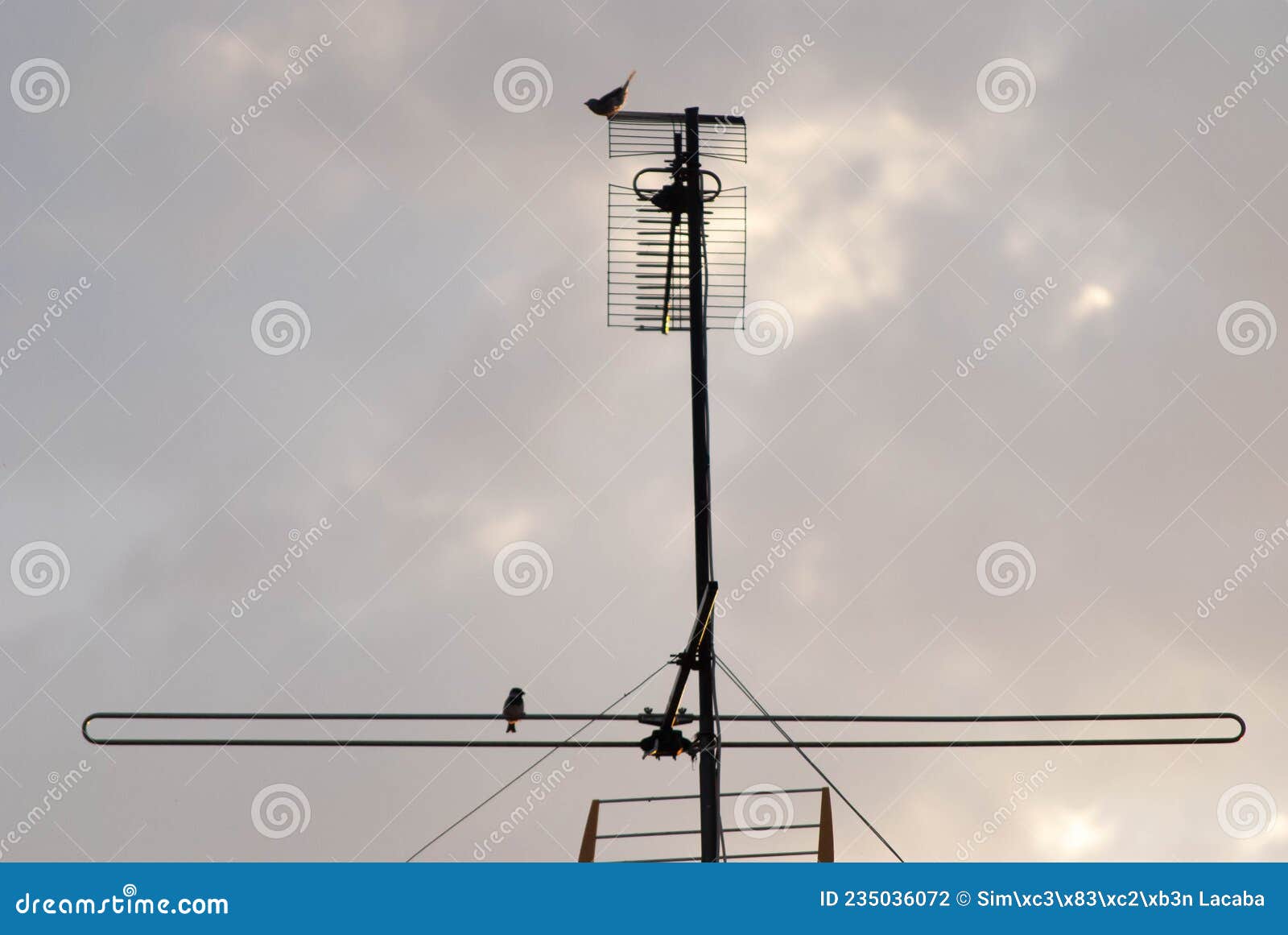 Bird antenna stock photo. Image of blue, landscape, electricity 235036072