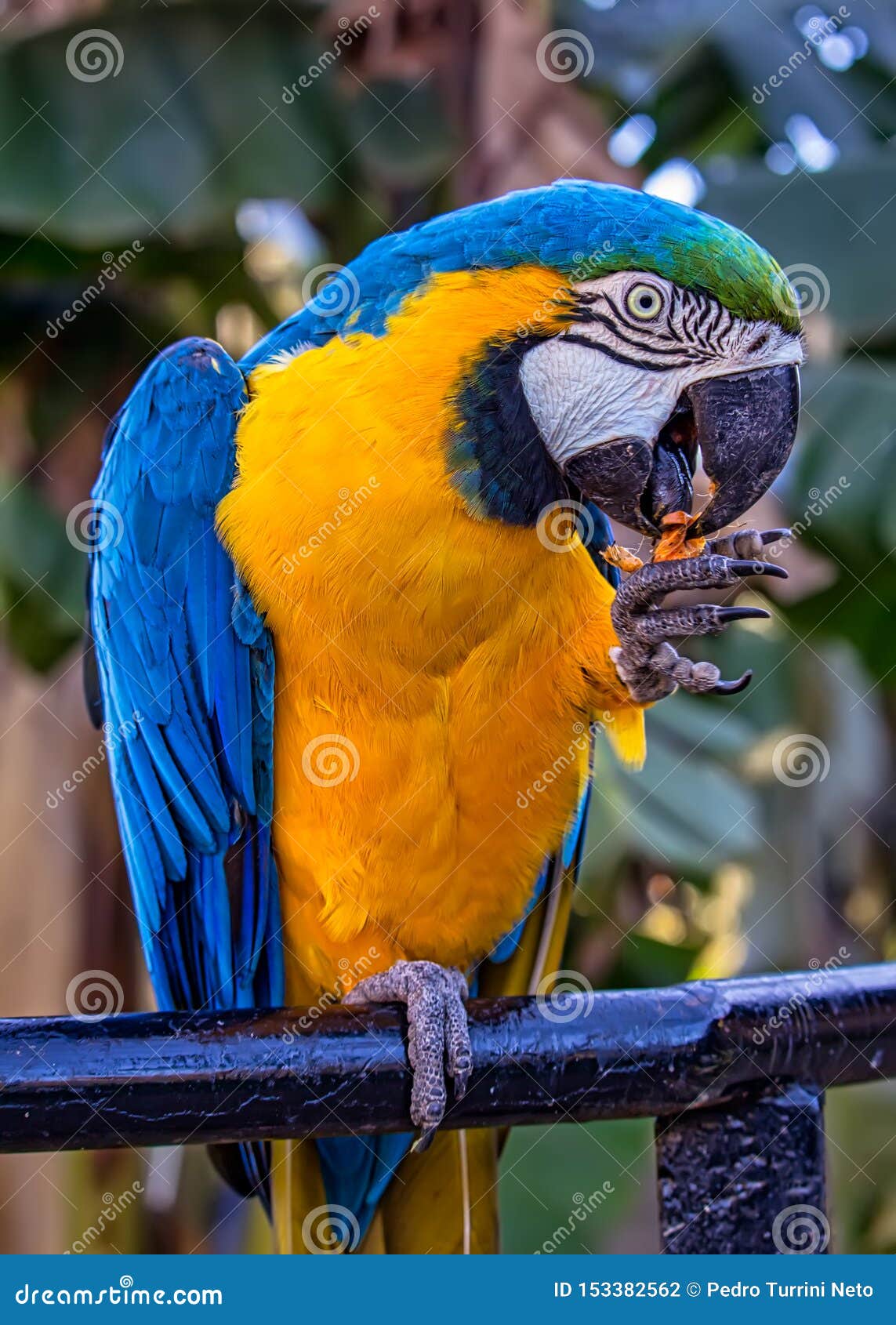 Putte Diverse varer dvs. Bird Ara Ararauna, Blue and Yellow Macaw Aka Arara Caninde, Exotic  Brazilian Bird Stock Photo - Image of beak, macaw: 153382562