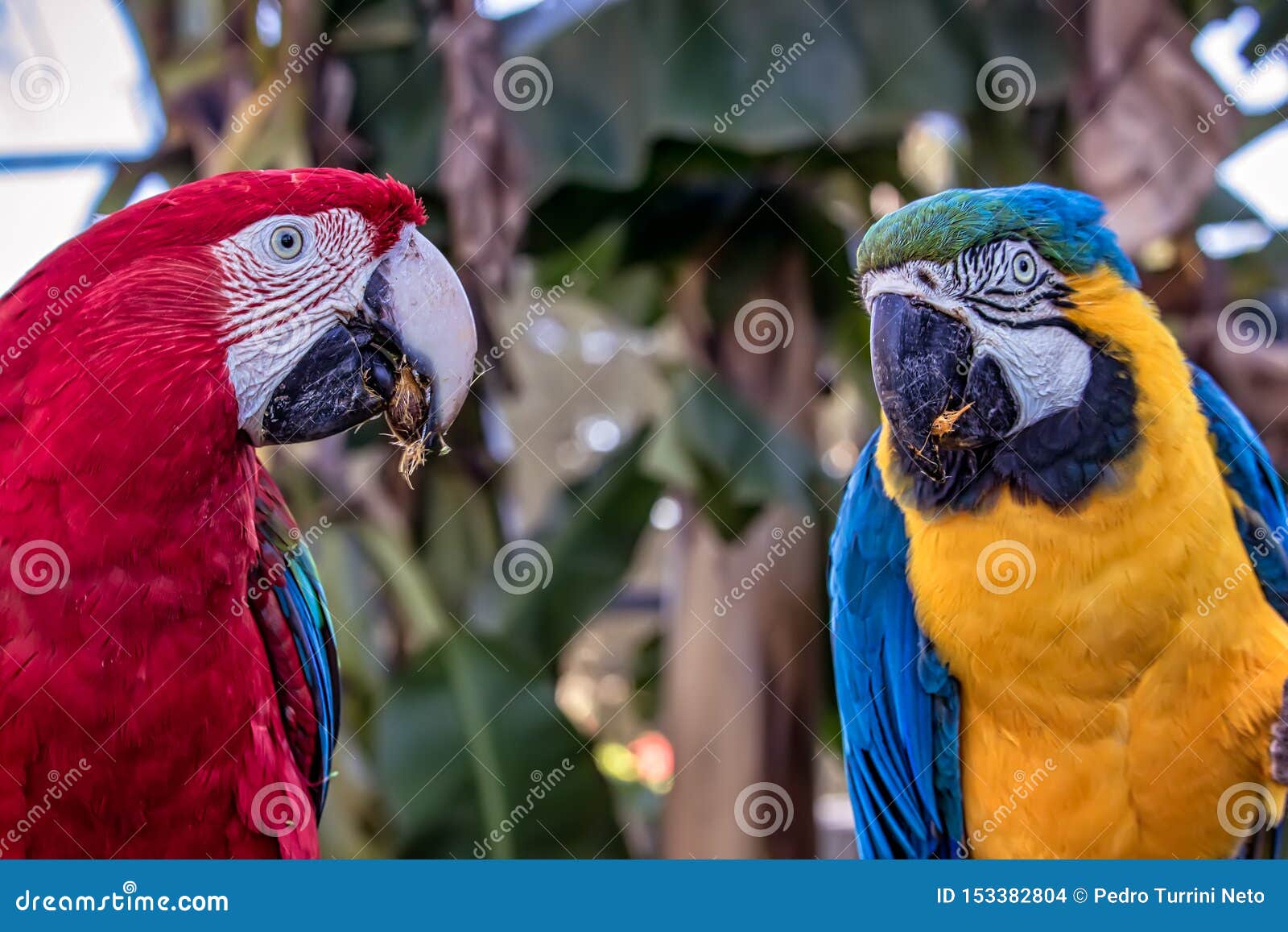 bird ara ararauna and red macaw eating , blue and yellow macaw aka arara caninde and red macaw, exotics brazilian birds