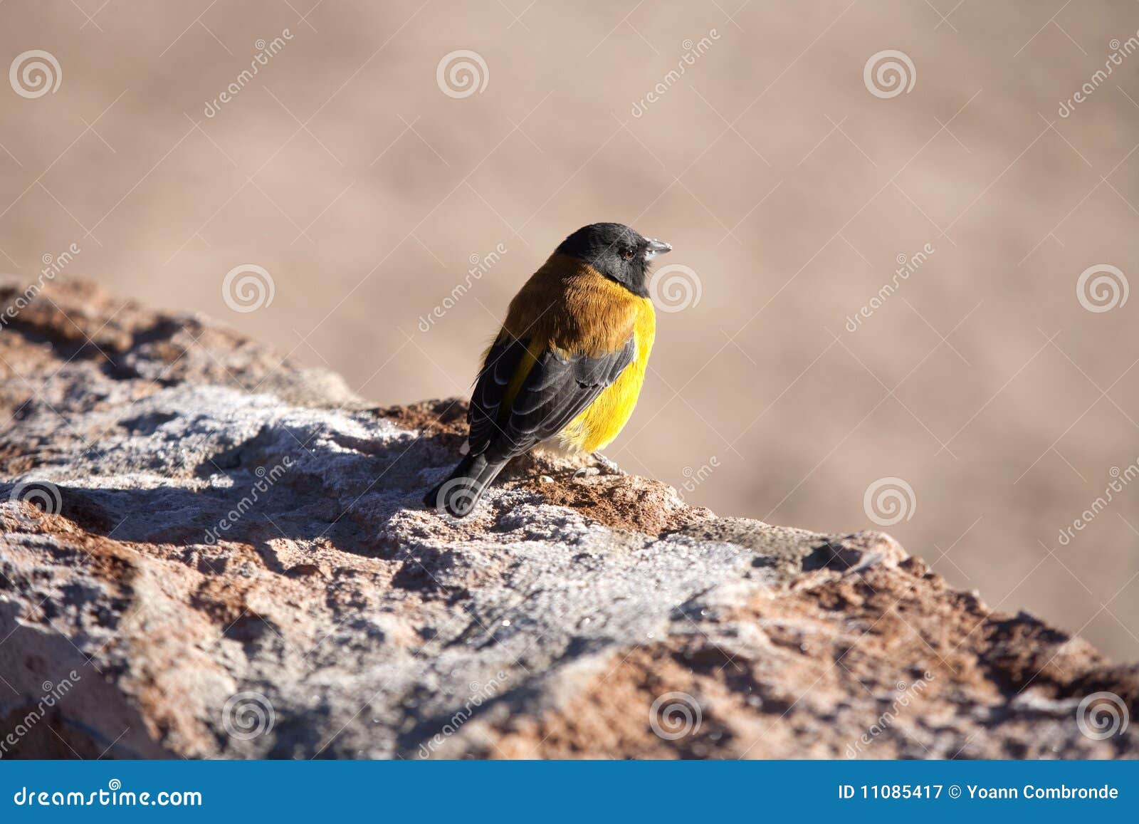 Bird in Atacama desert stock image. Image of cordilleras 11085417