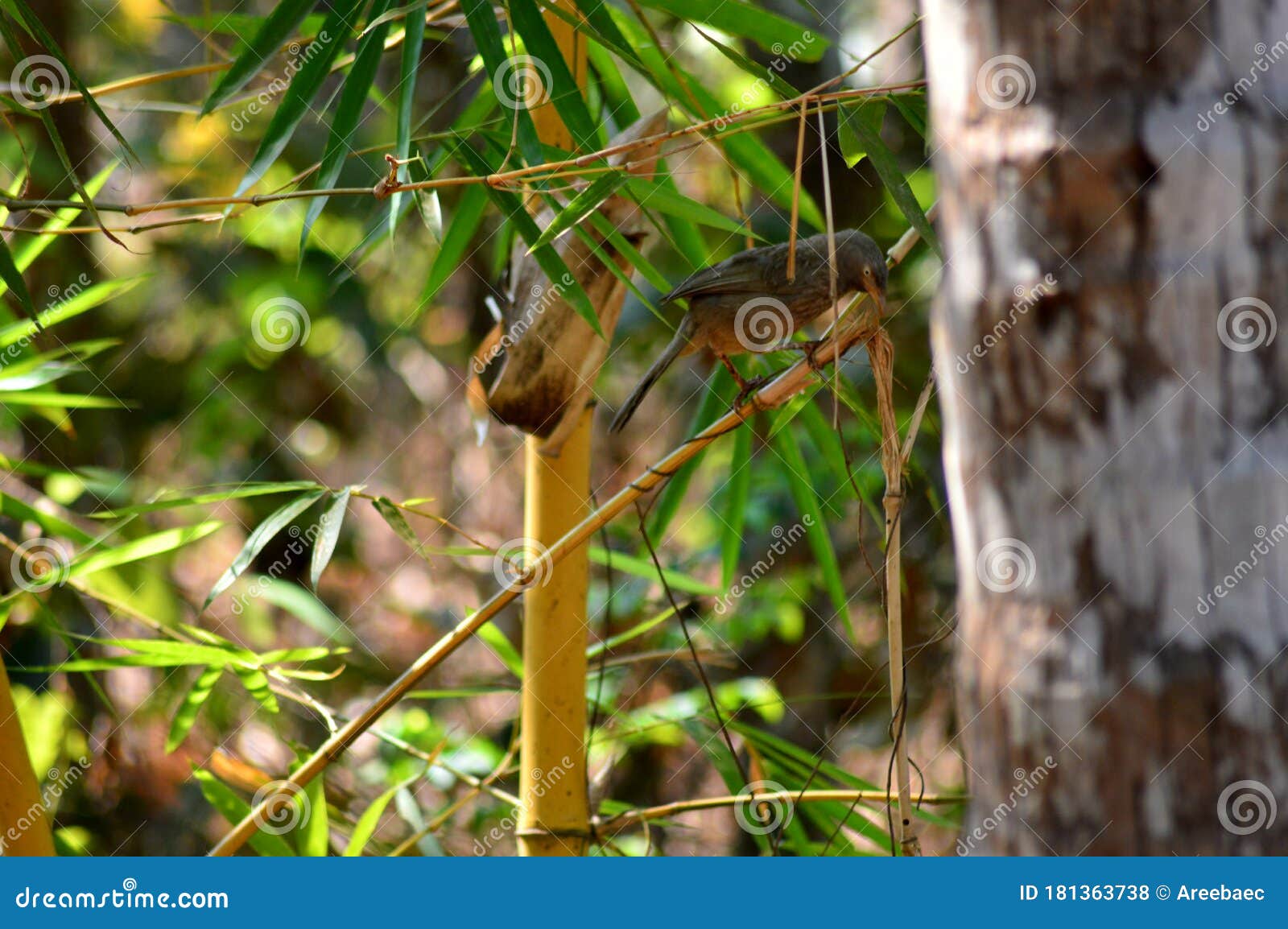 Bird on bamboo tree stock photo. Image of flower, nature 181363738