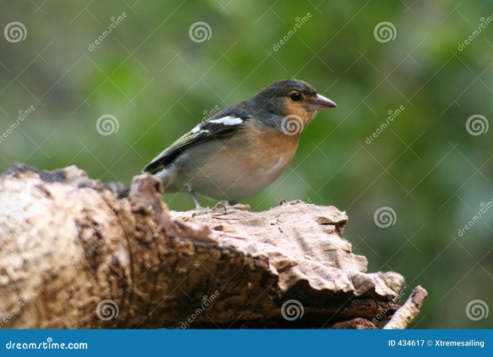 bird at barranco de la galga