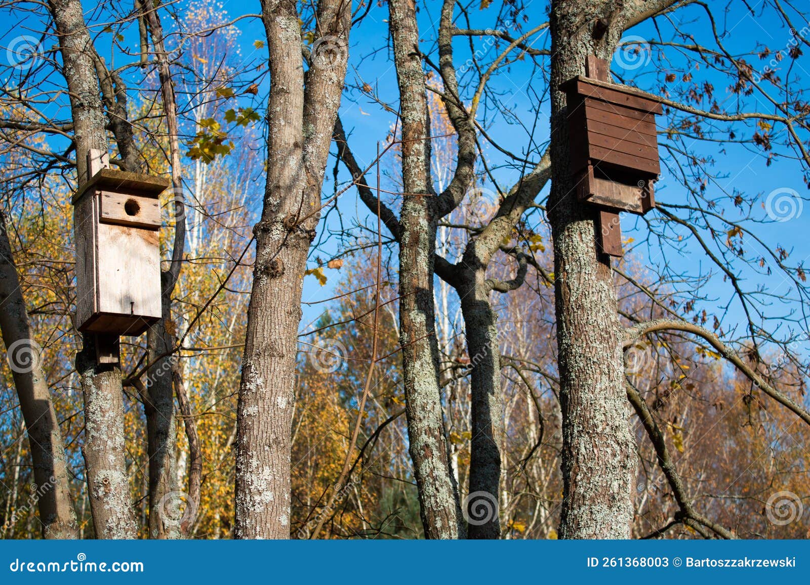 Bird and Bat House on the Tree Stock Image Image of wooden, birdhouse