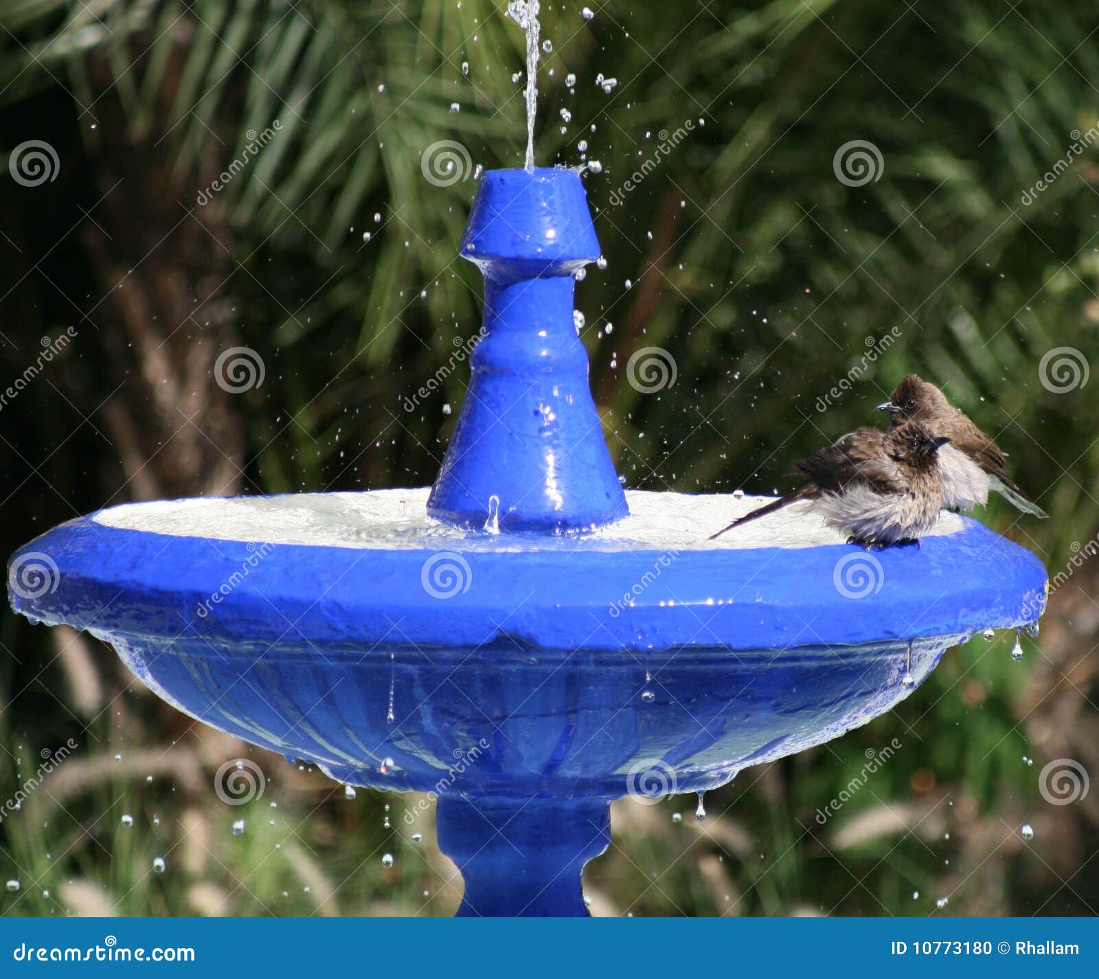Bird Bath 3 stock photo. Image of blue, bird, water, fountain 10773180