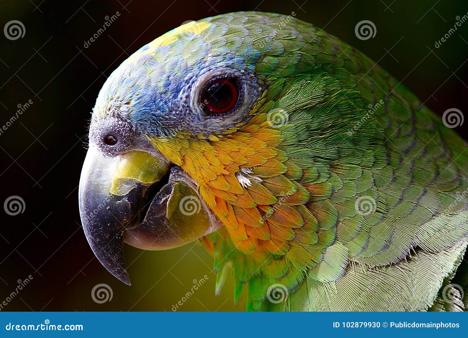 Bird, Beak, Parrot, Fauna Picture. Image 102879930
