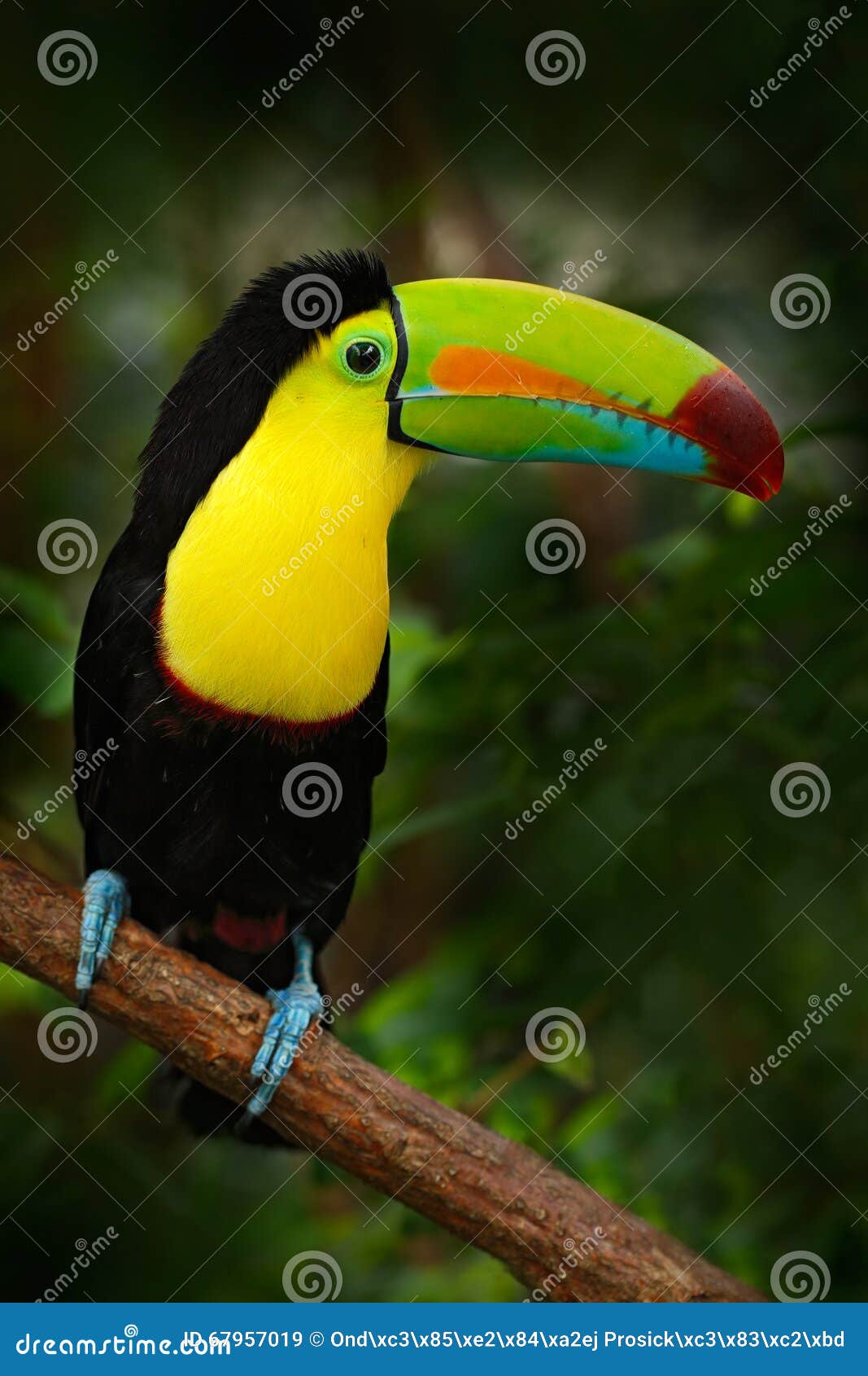 Bird With Big Bill Keel billed Toucan Ramphastos Sulfuratus Sitting Bird With Big Bill Keel billed Toucan Ramphastos Sulfuratus Sitting