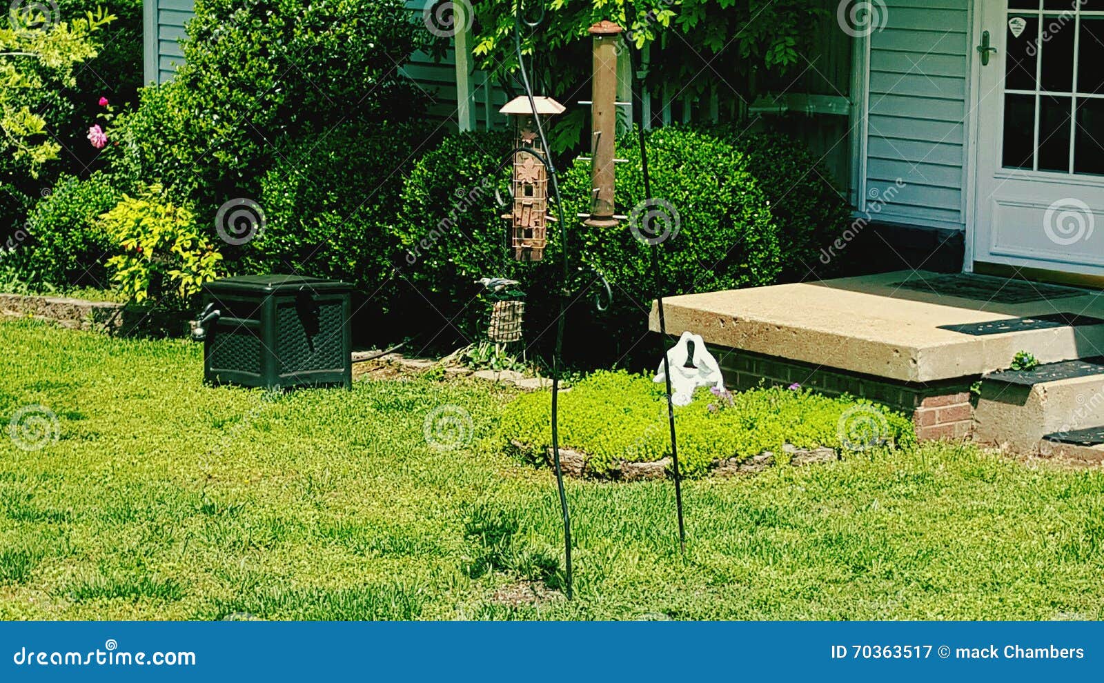 Bird on Bird Feeder in Front Yard Stock Image Image of yard, bird
