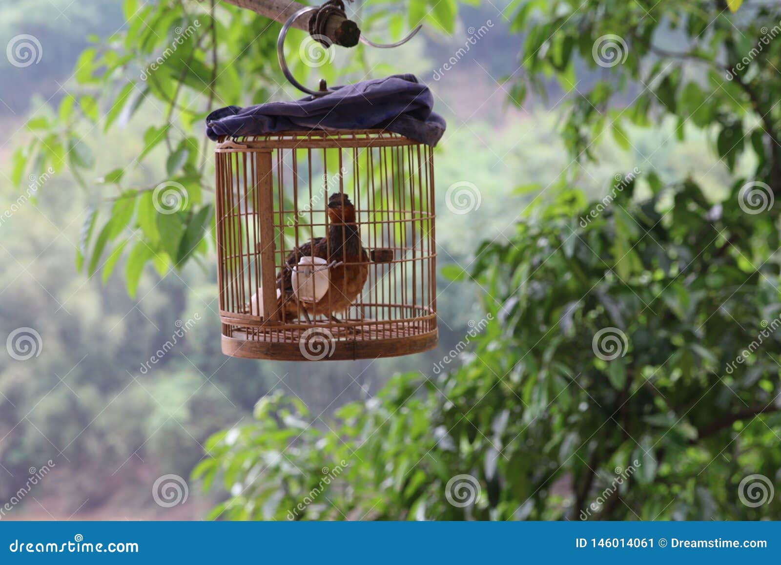 The bird in birdcage stock image. Image of birdcage 146014061