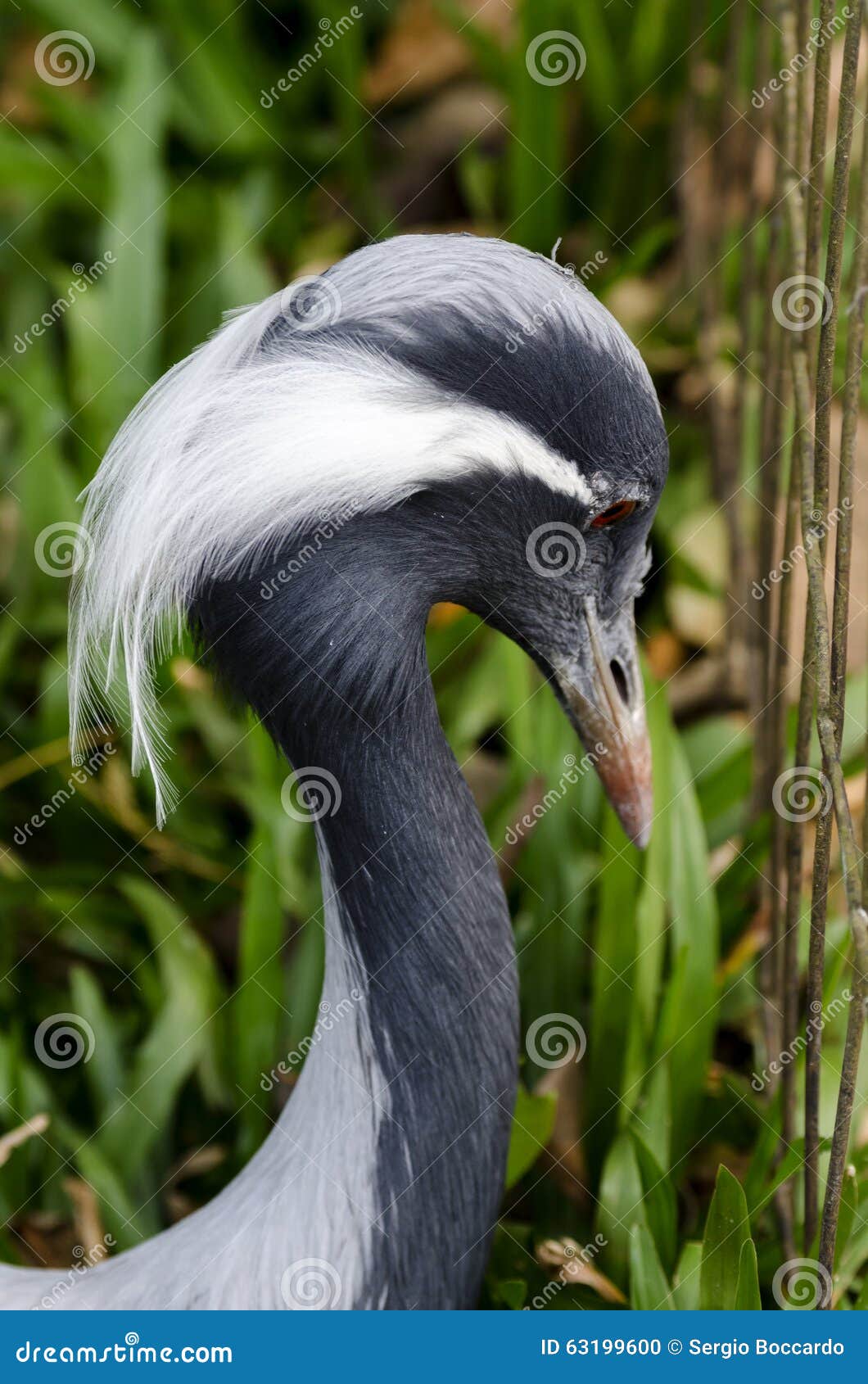 Bird with black feathers stock photo. Image of brazil 63199600
