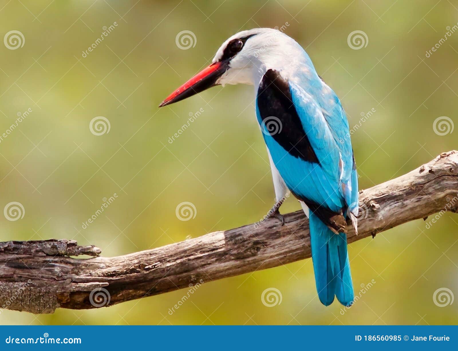 Bird, Woodland Kingfisher Perching on a Branch Stock Image - Image of ...