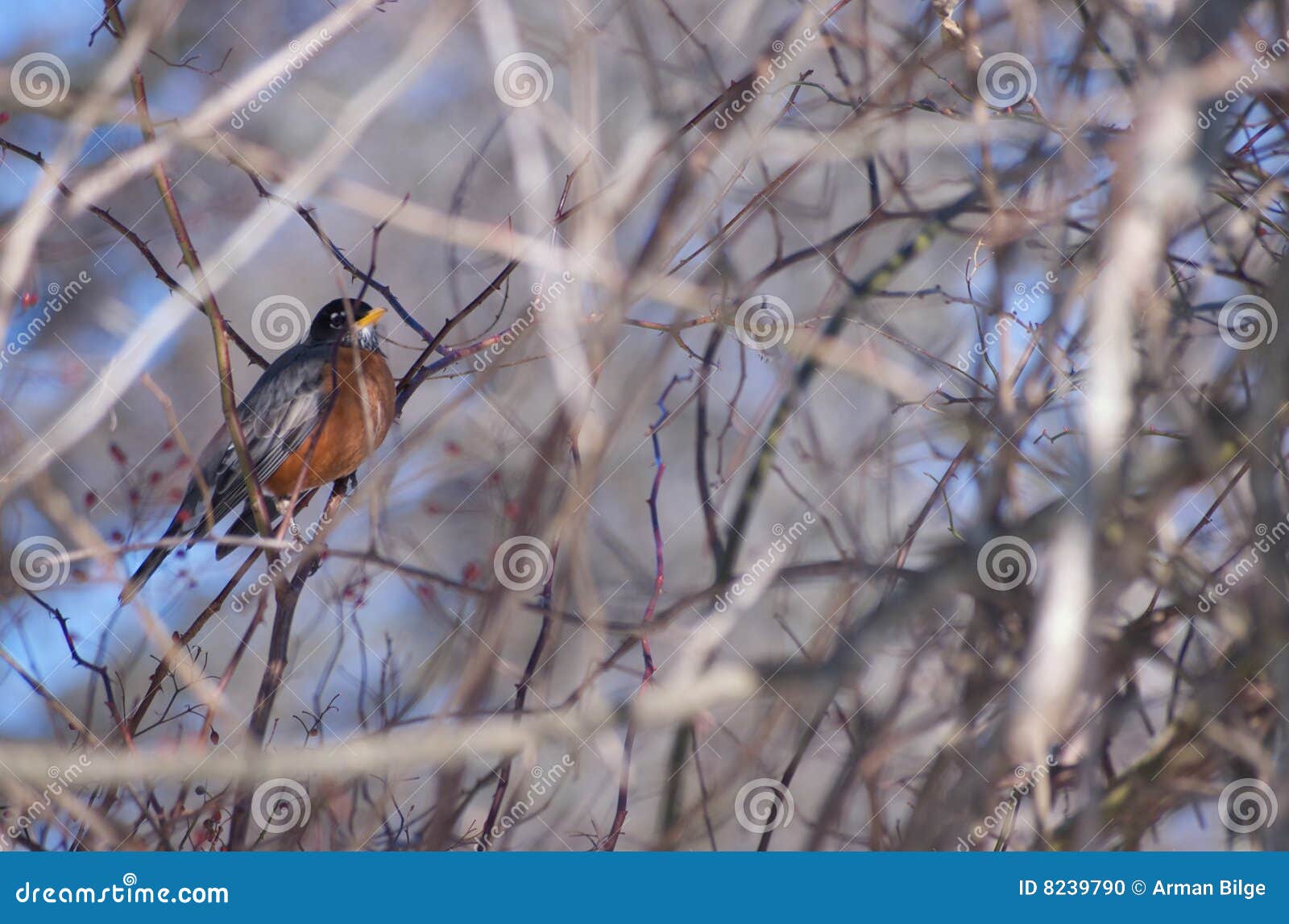 Bird in branches stock photo. Image of nature, hiding 8239790