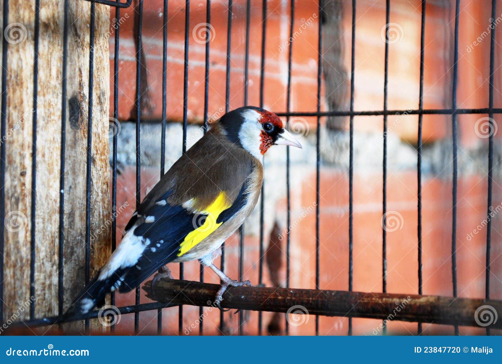 A bird in the cage stock photo. Image of cage, colorful 23847720