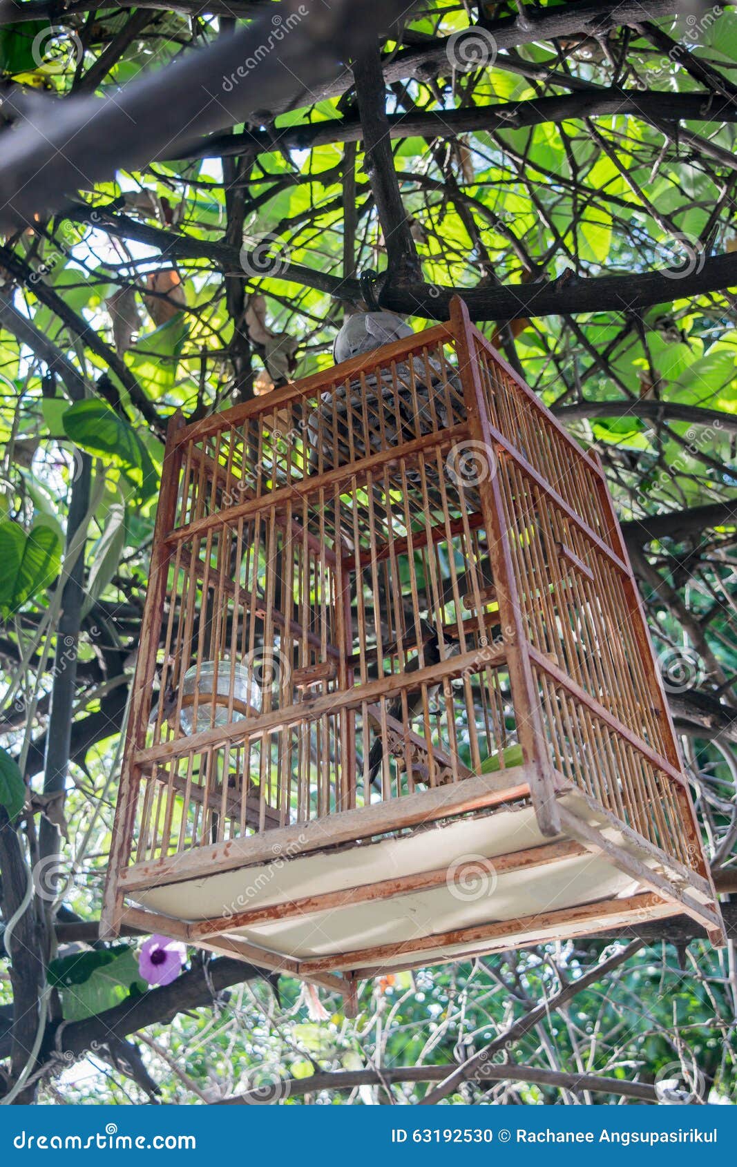 Bird cage hanging. stock photo. Image of bamboo, close 63192530