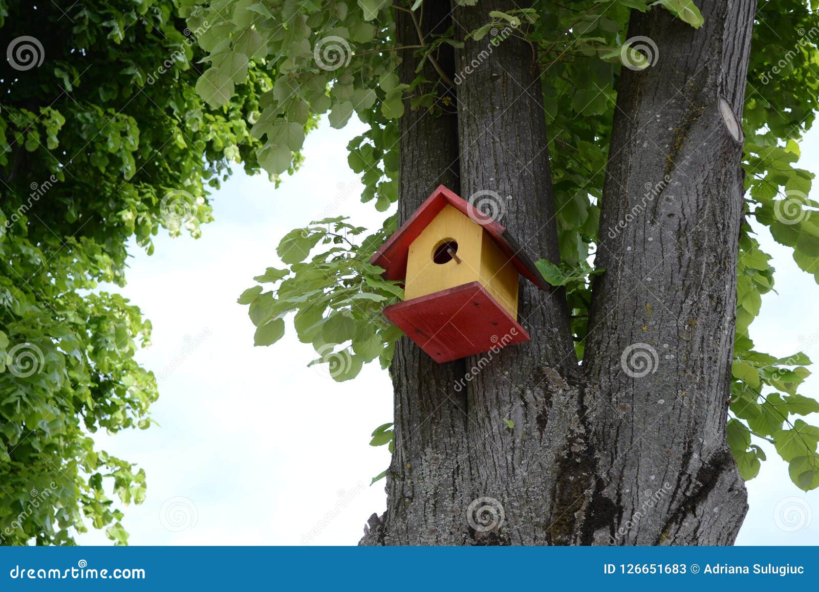 Bird cage in a tree stock image. Image of decoration 126651683