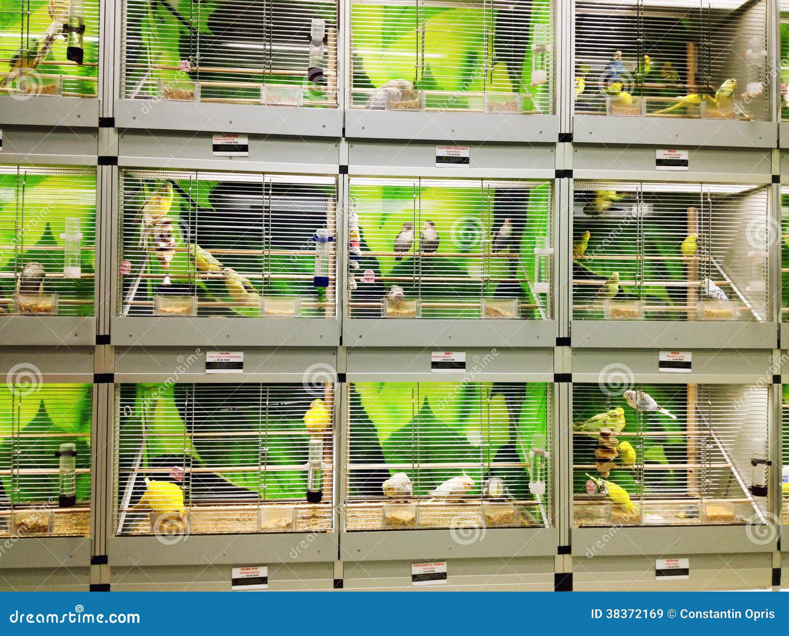 bird cages in pet shop