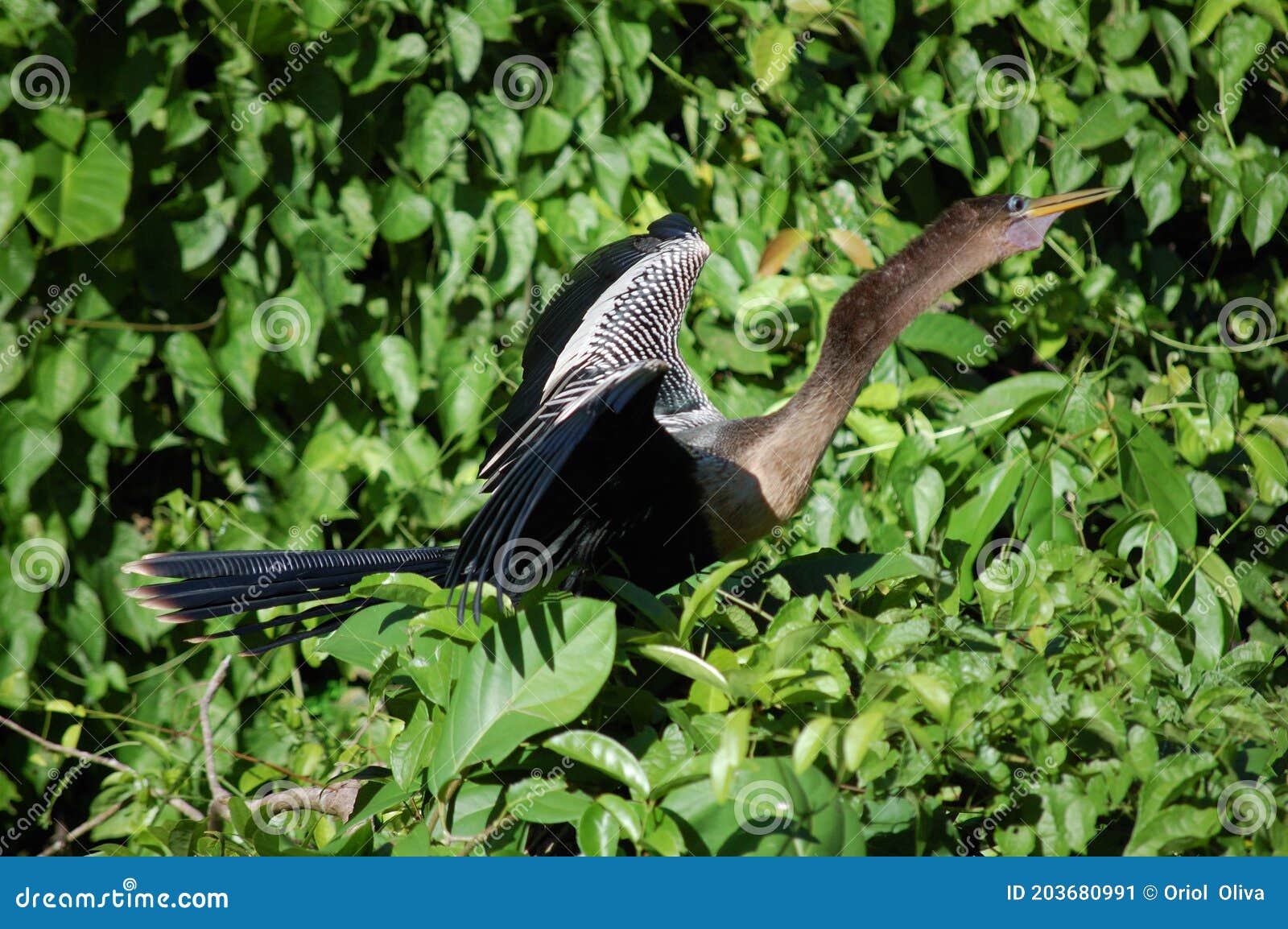 bird called aninga in the nature reserve of tortuguero  in costa rica