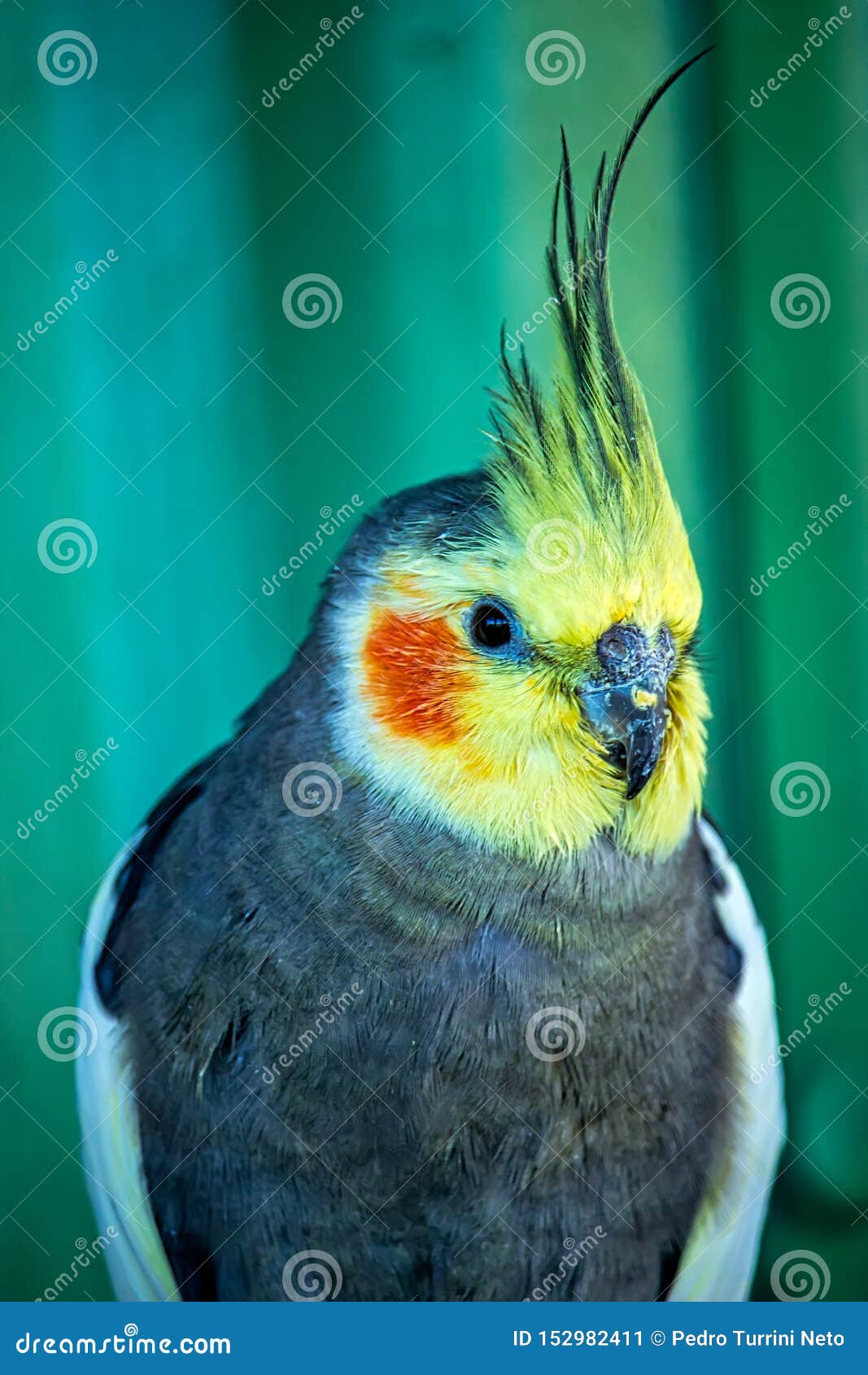 Bird Calopsita - Photo of Calopsita in Detail in Brazil Stock Image