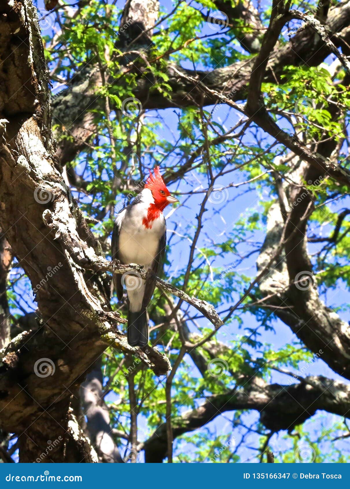 Bird cardinal con cresta rojo. Pájaro cardinal con cresta rojo hermoso con la cabeza roja y el cuerpo blanco y gris encaramados en árbol en Hawaii