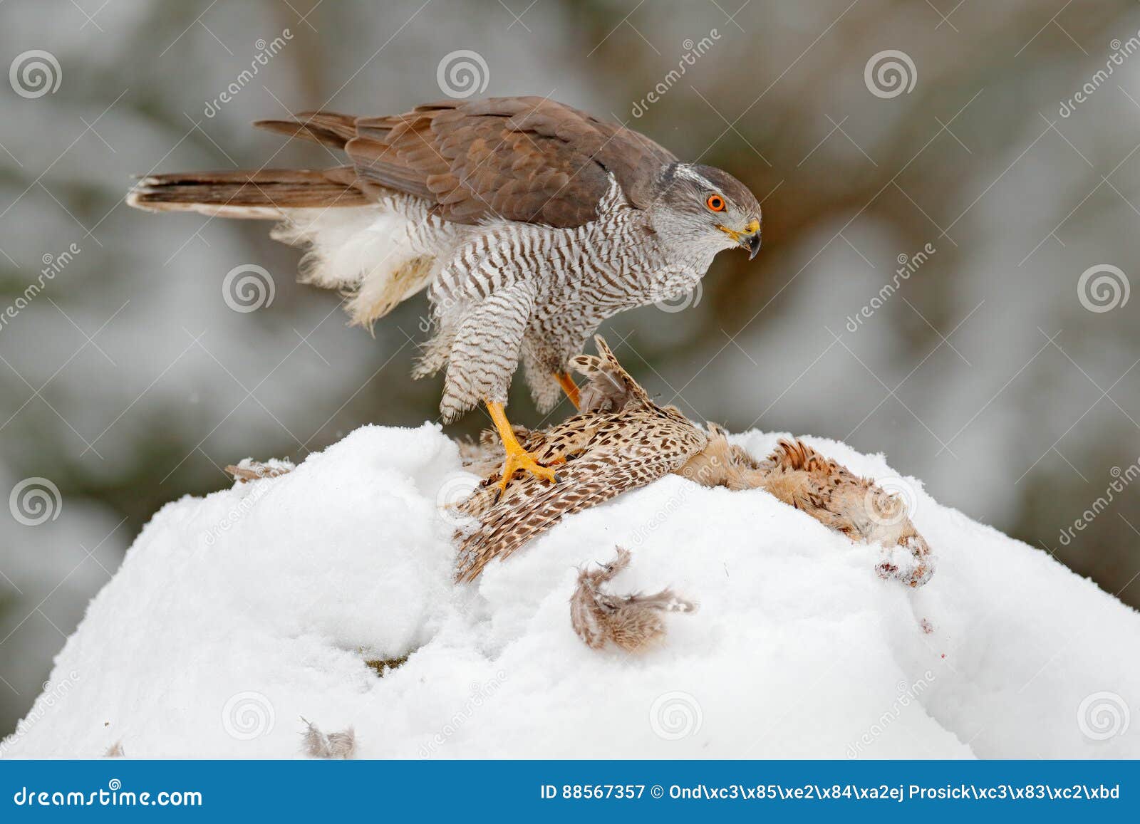 Bird with catch pheasant. Bird of prey Goshawk kill bird and sitting on the snow meadow with open wings, blurred snowy forest in b