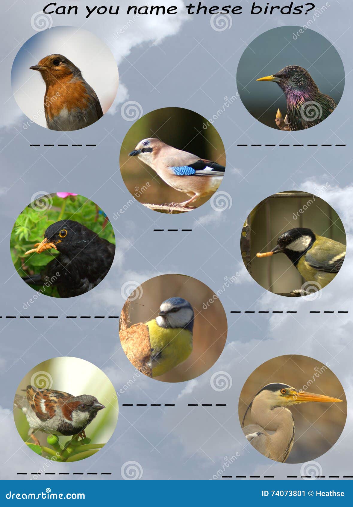 Bird Chart Identification Of Birds