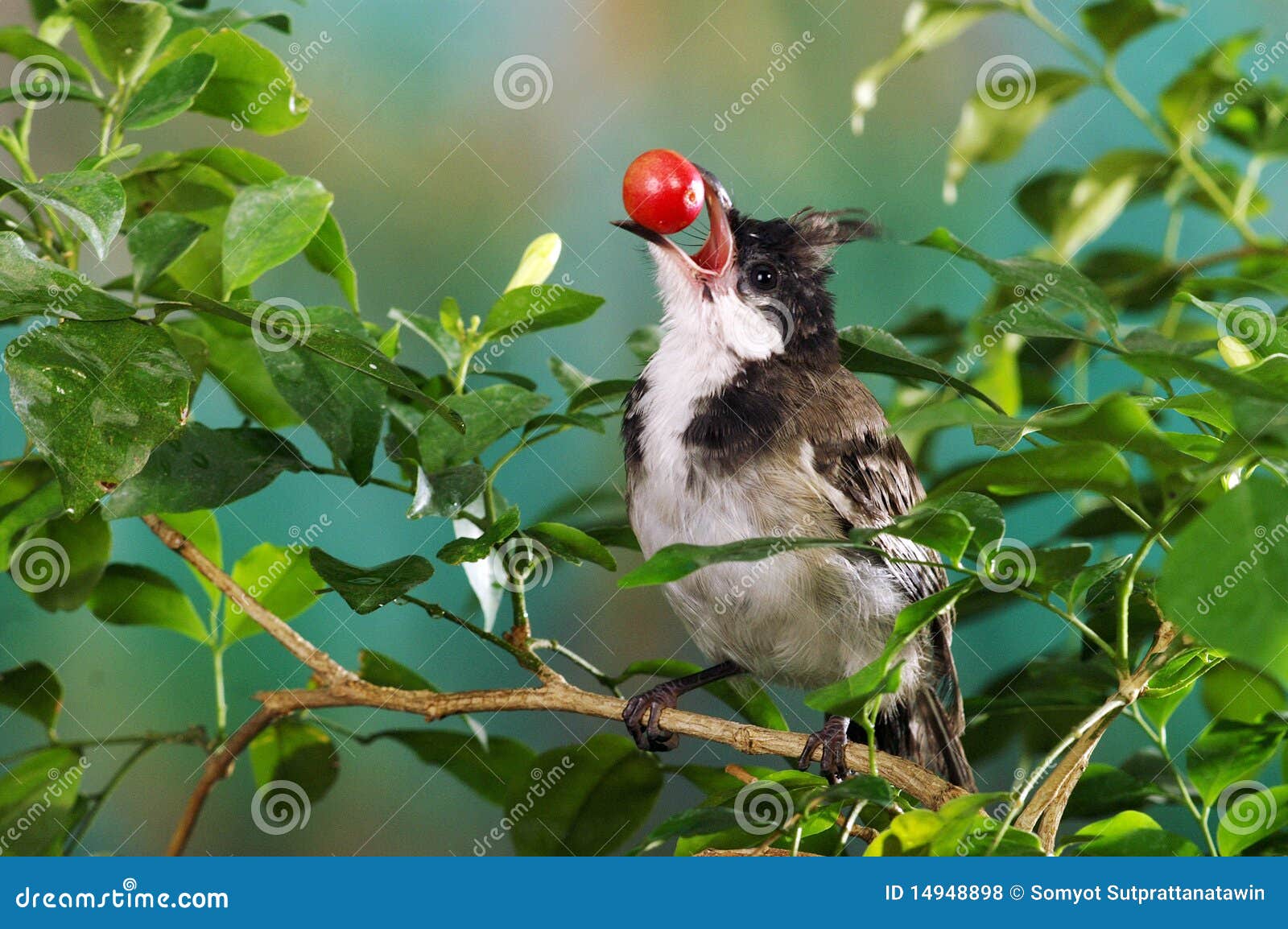 Bird cherry stock photo. Image of forest, bird, tree 14948898