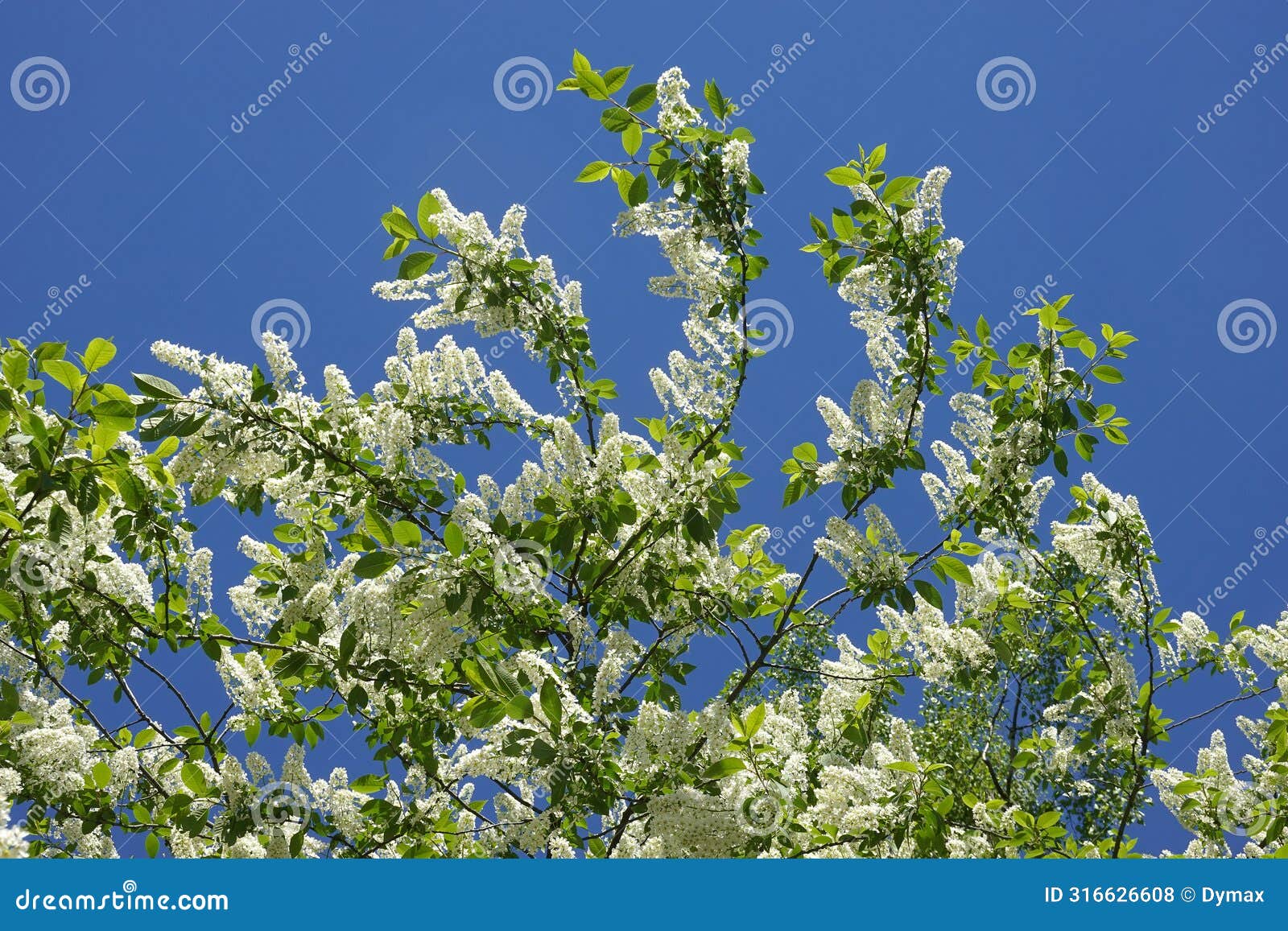 bird cherry branches with lot of blooming white flowers against clear cloudless sky in spring day