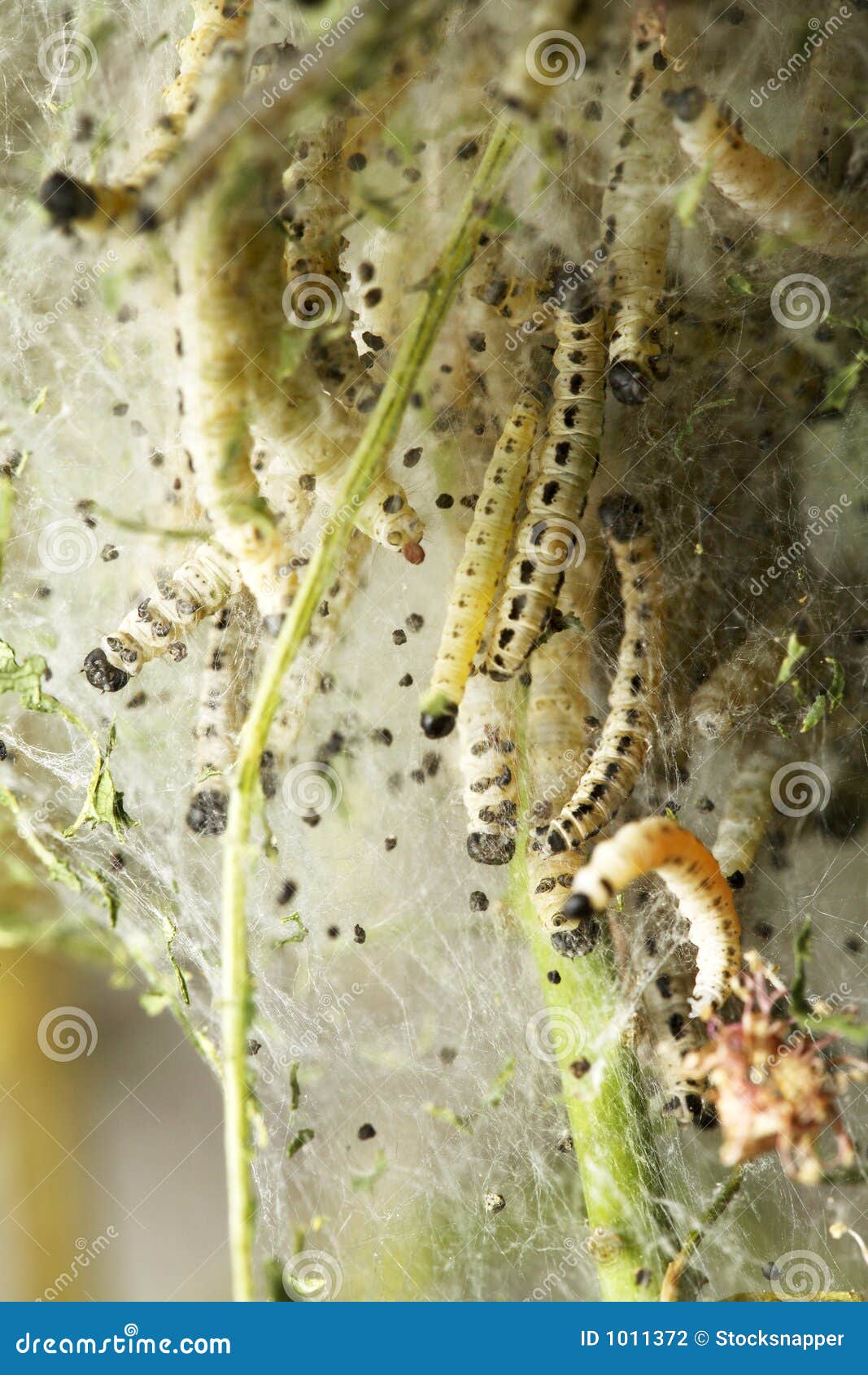 BirdCherry moth larvae stock photo. Image of bird, pesticides 1011372