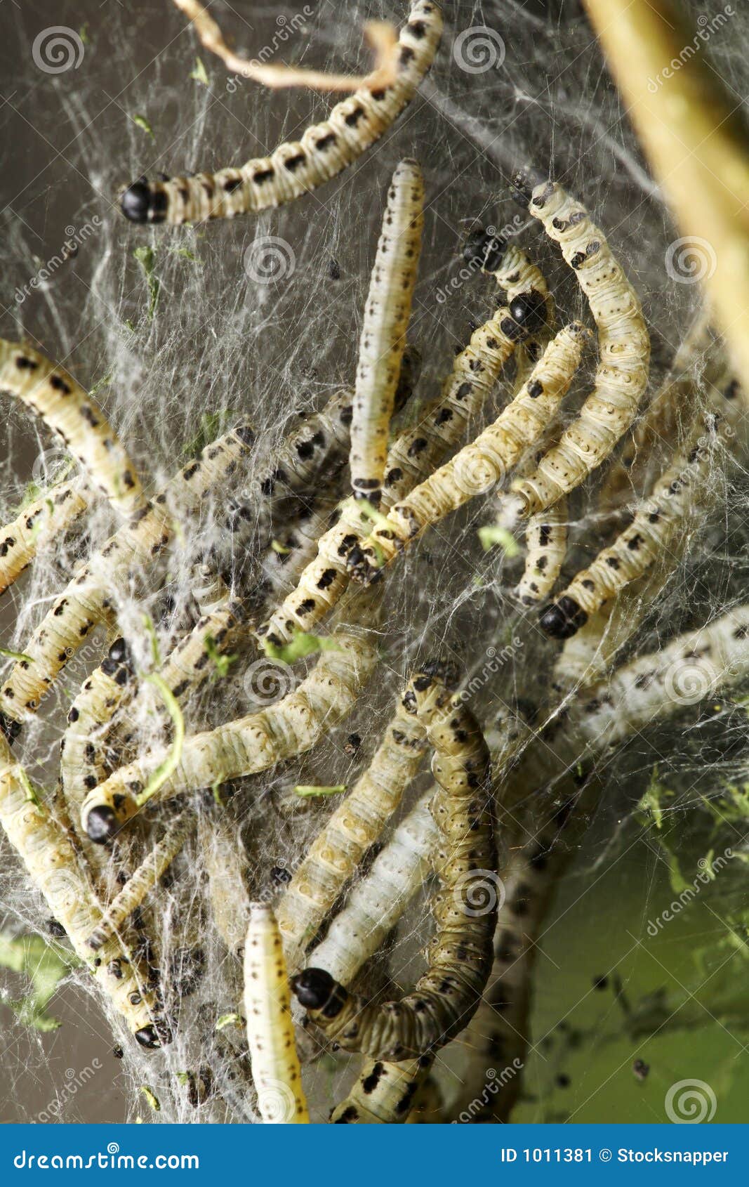 BirdCherry moth larvae stock image. Image of lepidoptera 1011381