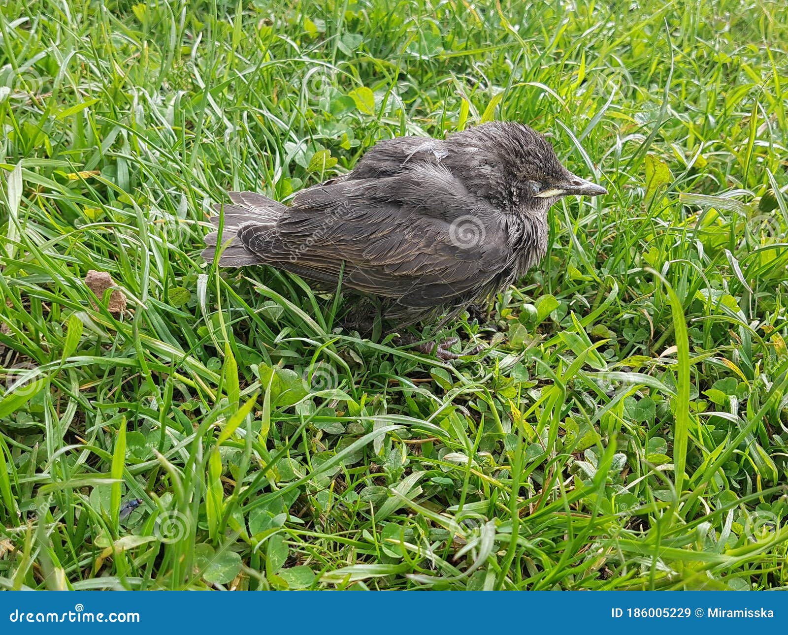 Bird. the Chick Fell Out of the Nest Stock Image - Image of nestling