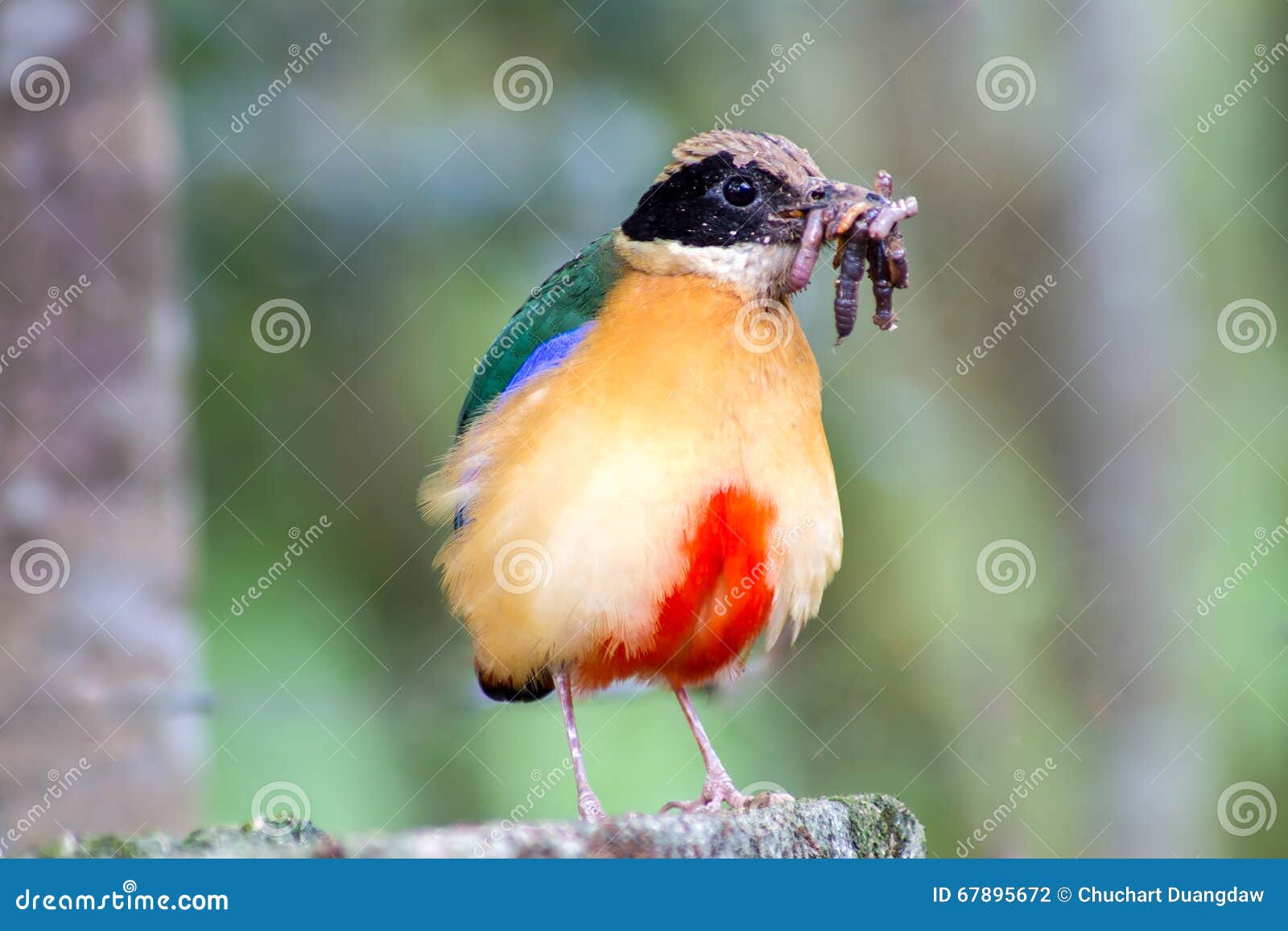 Bird Colorful (Blue Winged Pitta) Eating Earthworms in Forests Stock Photo Image of migration