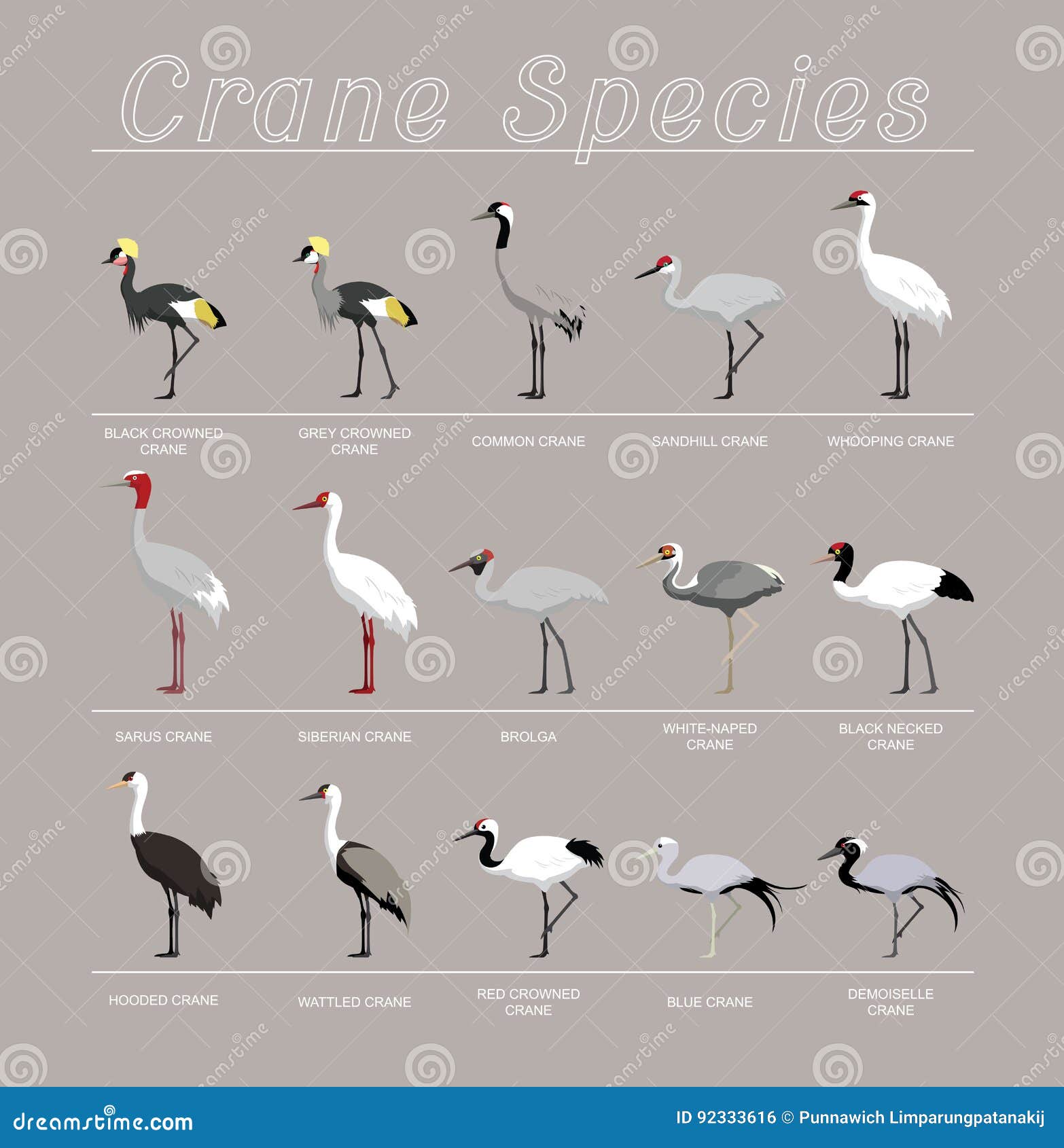 Bird Crane Species Set Cartoon Vector Illustration Stock Vector - Illustration of grey, siberian: 92333616 Bird Crane Species Set Cartoon Vector Illustration Stock Vector - Illustration of grey, siberian: 92333616