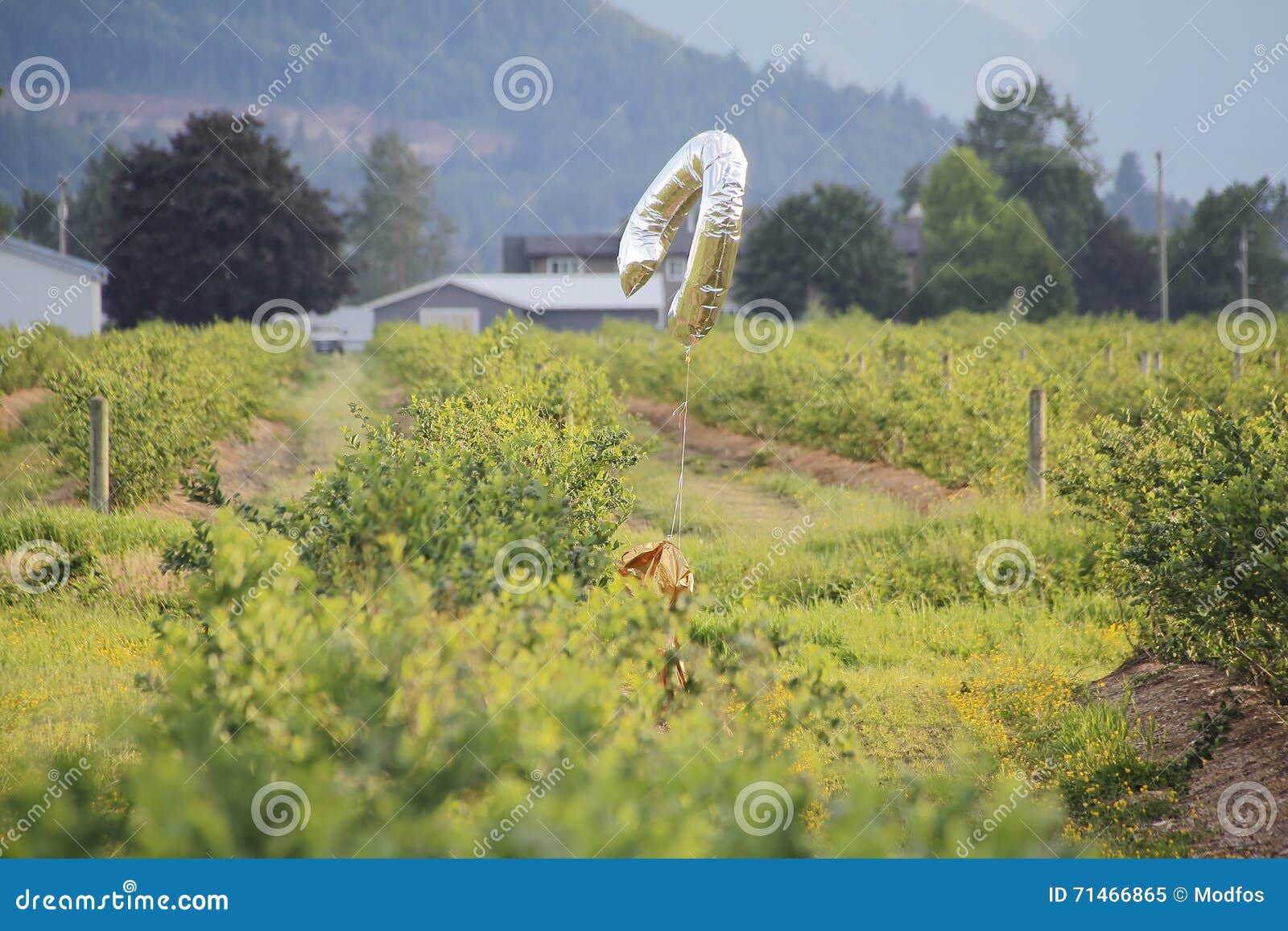 Bird Deterrent Berry Crop Stock Photos Free & RoyaltyFree Stock