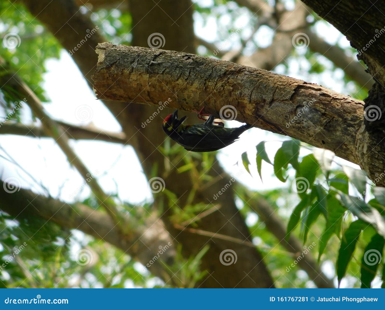 A bird drilling a tree stock image. Image of brown, bird 161767281