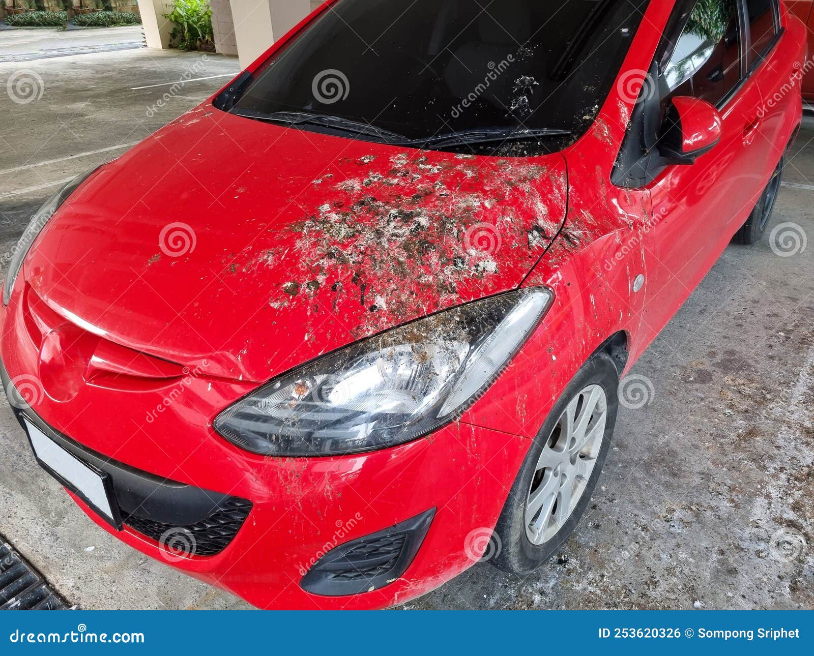 Bird Droppings on the Car Red Stock Photo Image of automobile