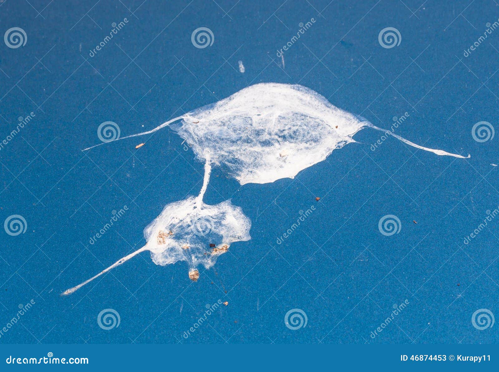 Bird Droppings on My Blue Car! Stock Image - Image of outdoors, closeup