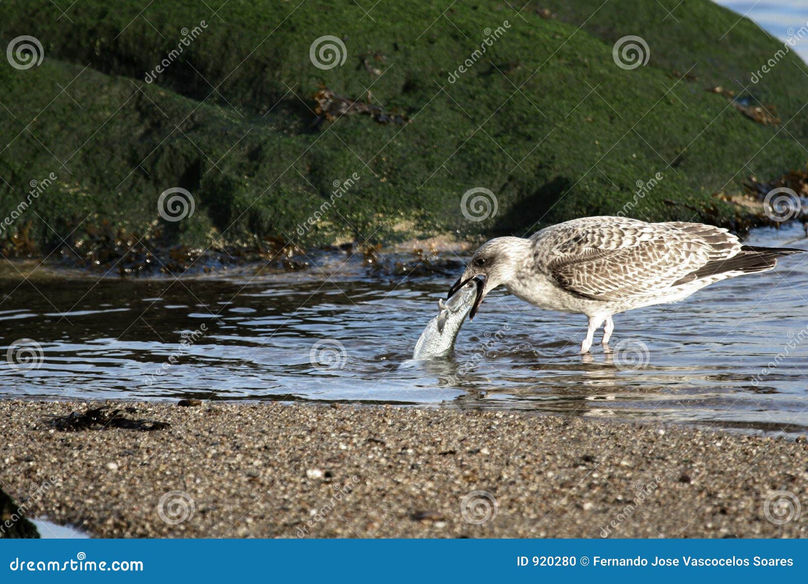 Bird eat fish stock photo. Image of animal, fish, park 920280