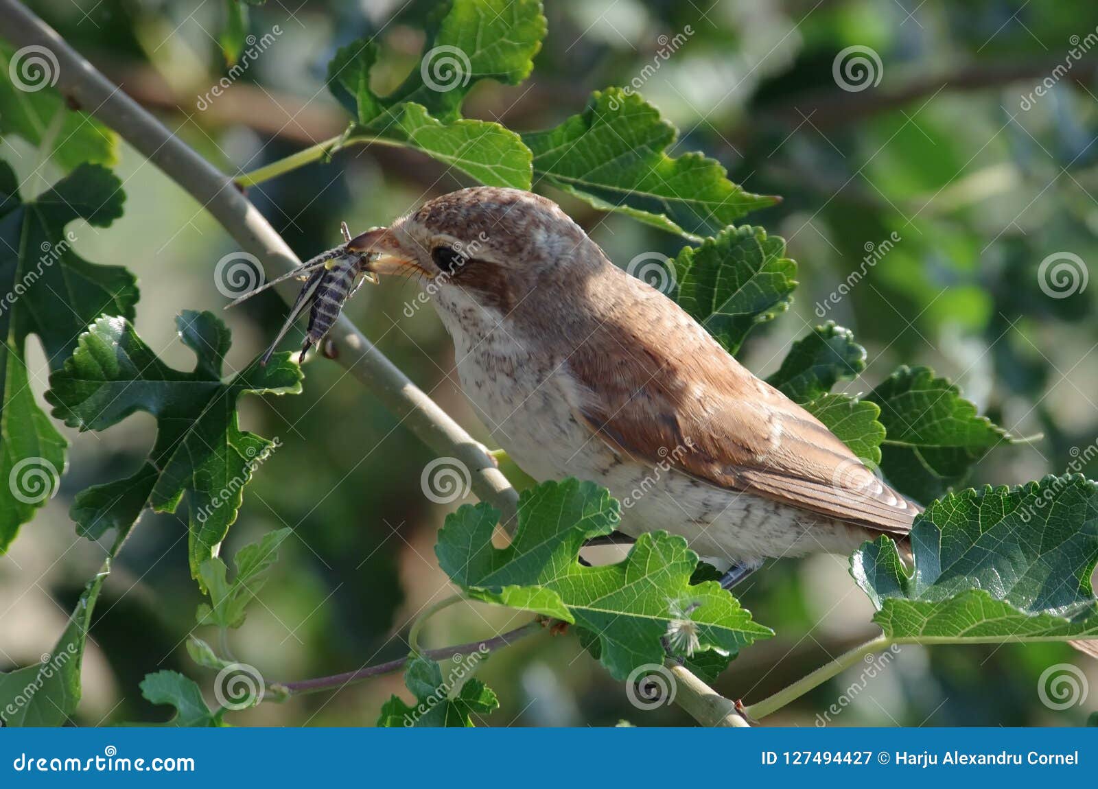 Bird eating bug stock image. Image of environment, wildlife 127494427