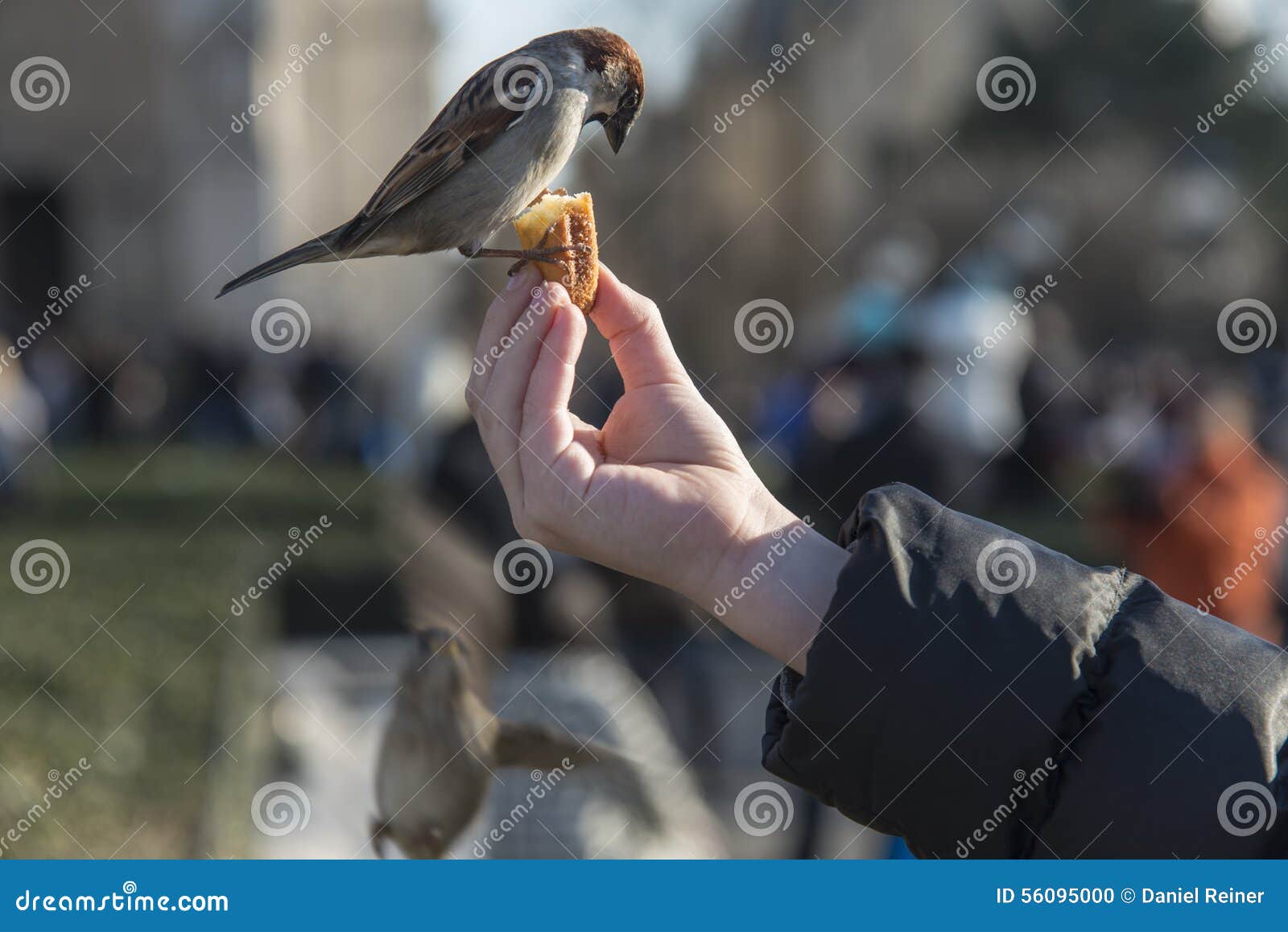 Bird Eating from Child S Hand Stock Photo Image of traffic, street