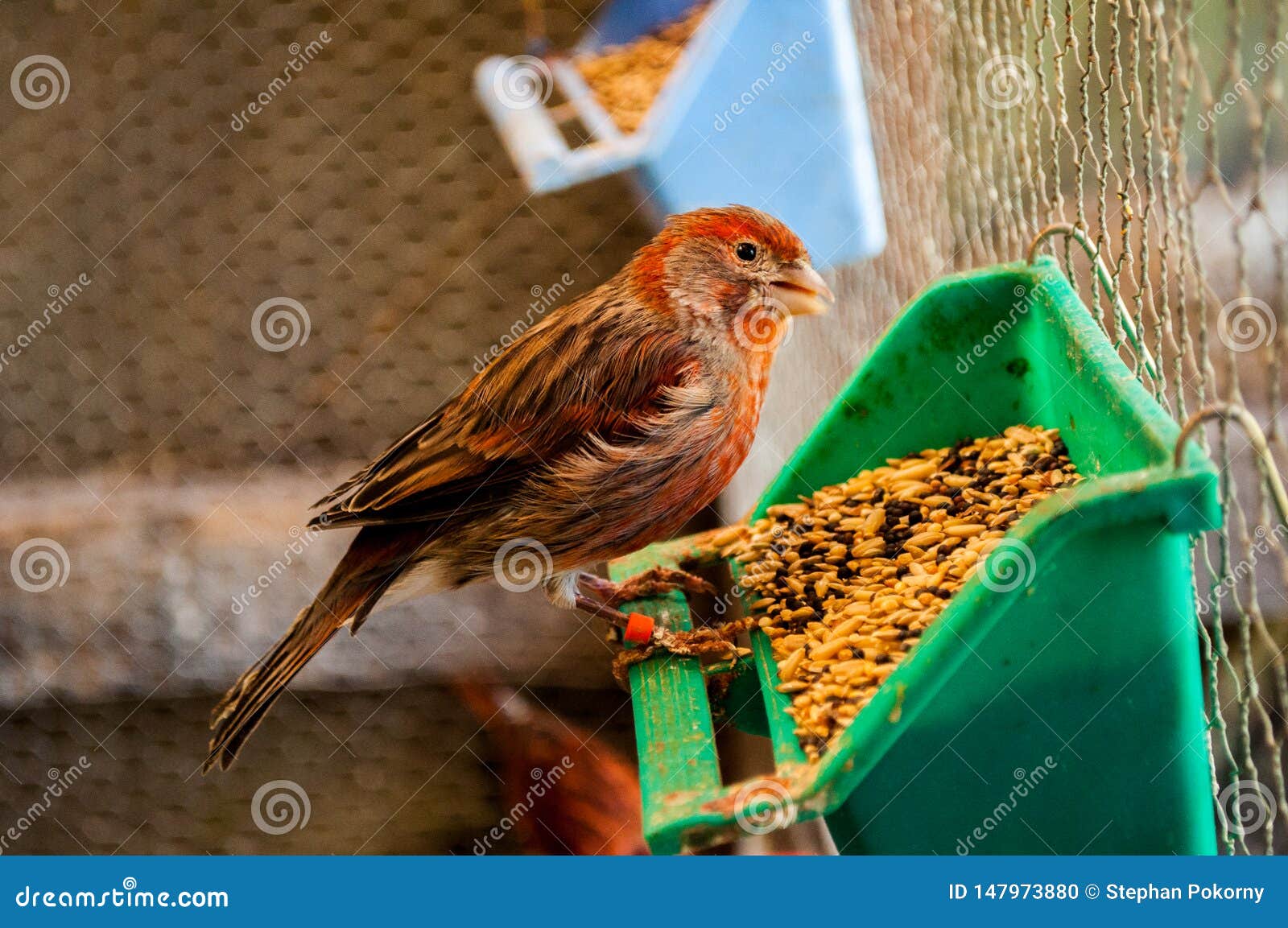 Bird eating corn stock photo. Image of nature, sparrow 147973880