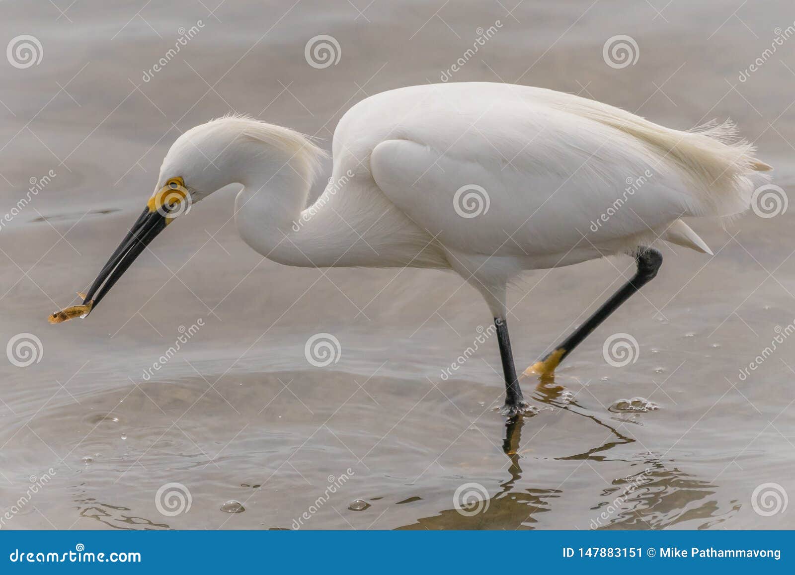 A Snowy Egret Eating a Fish. Stock Image - Image of birding, beak ...