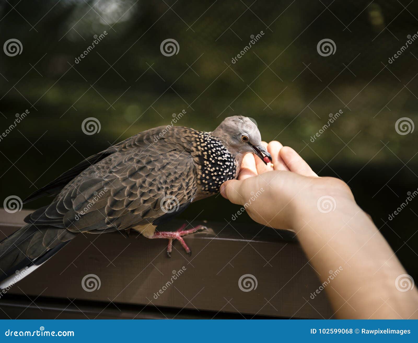 Bird Eating Food from Human Hand Stock Photo Image of human, eating