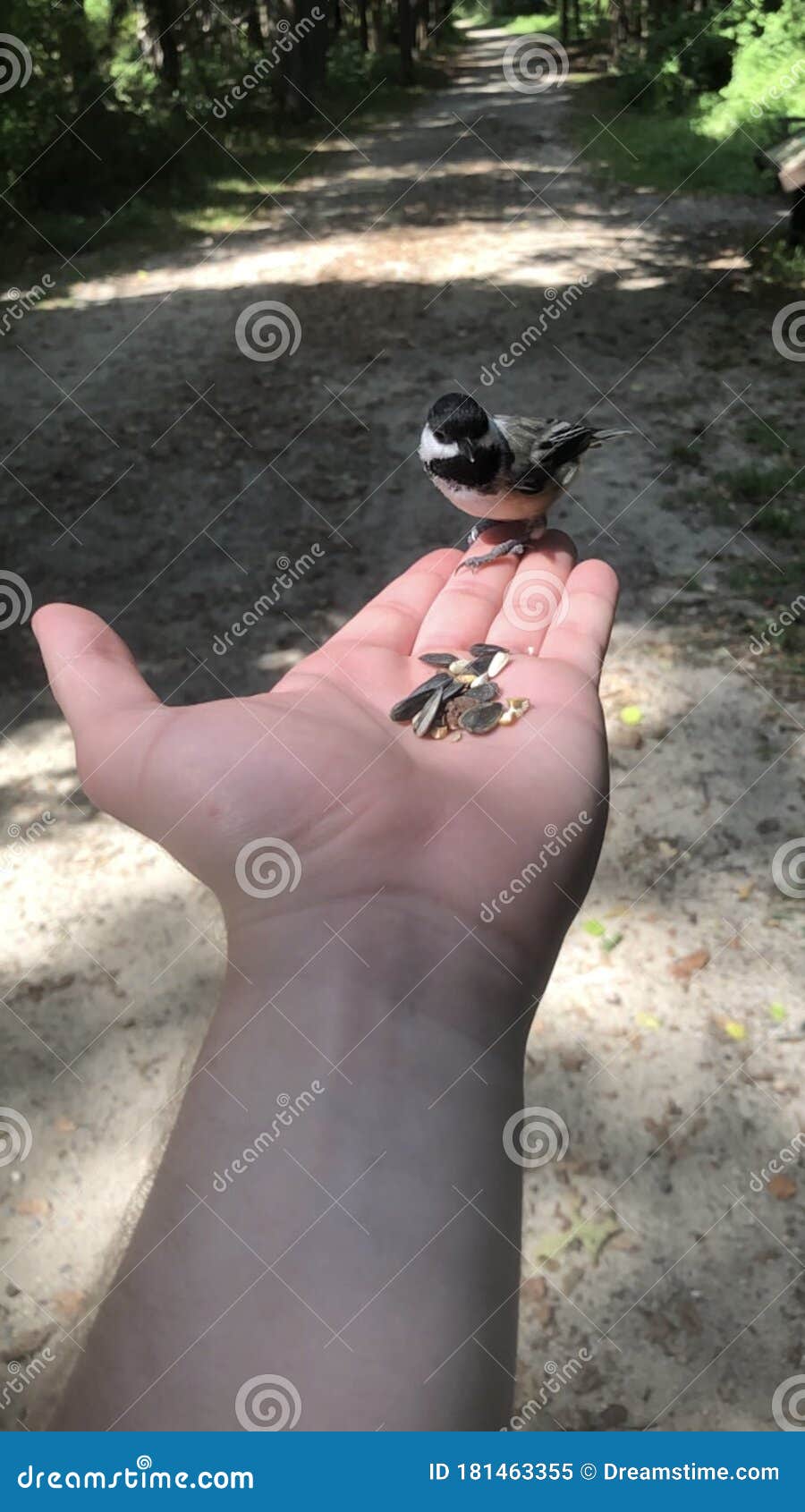 Bird eating from hand stock image. Image of hand, seeds 181463355