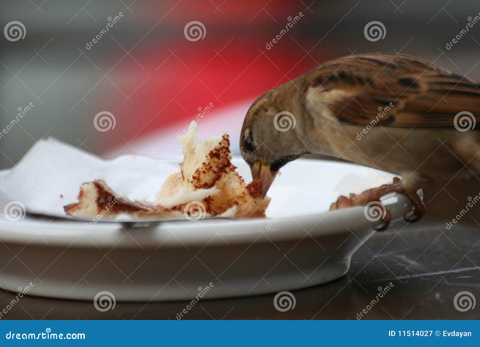 Bird eating from a plate stock image. Image of feathers 11514027