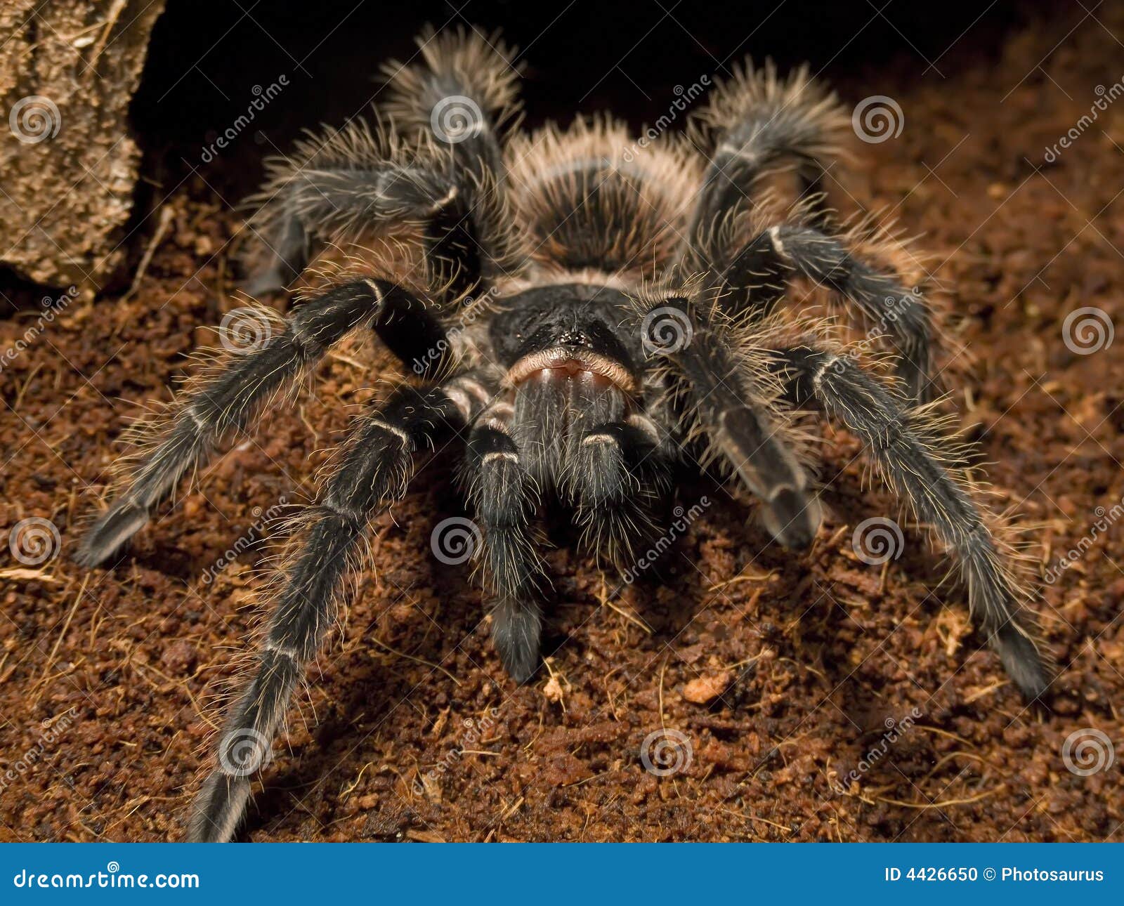 bird eating spider