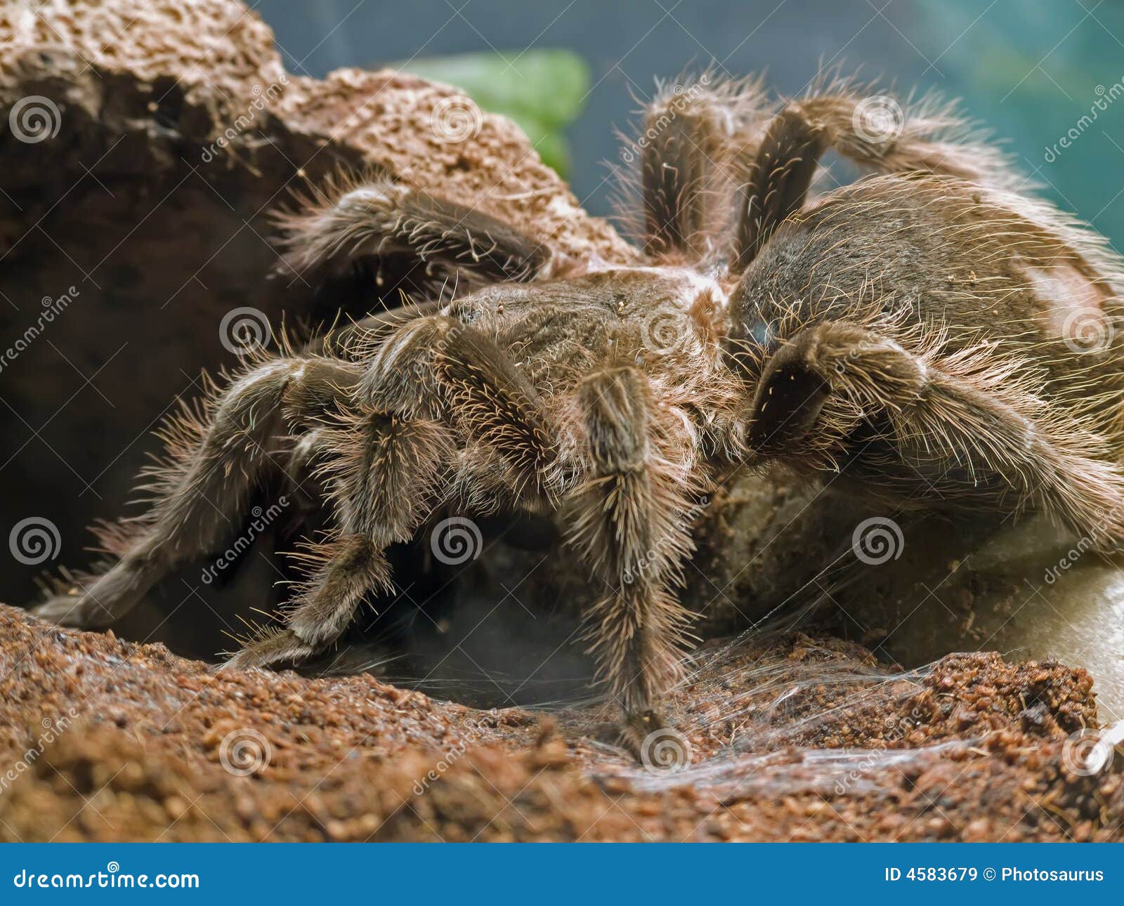 Bird eating spider stock image. Image of spiders, giant 4583679